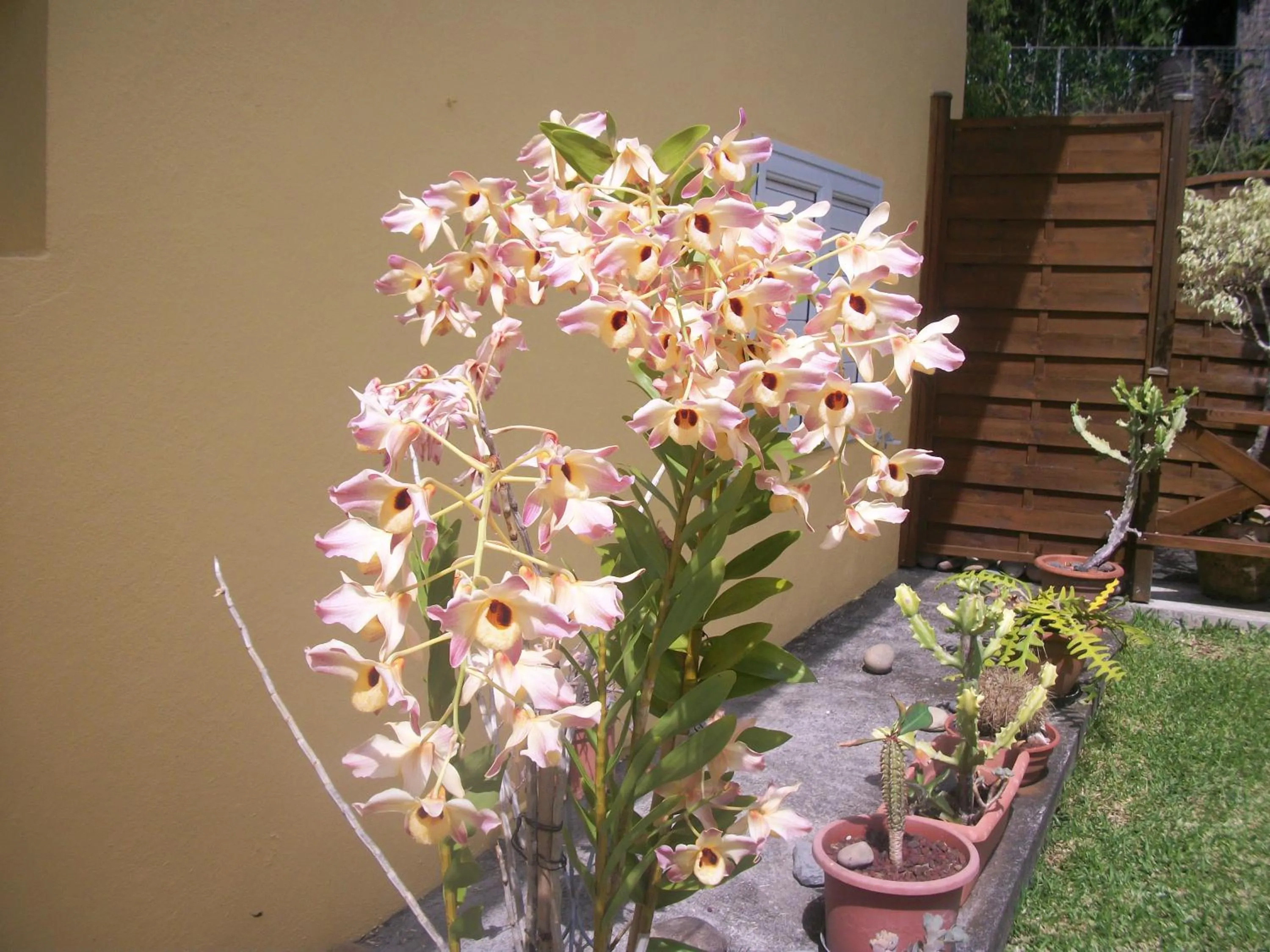 Garden in Le Rubinjo - Appartement d'hôtes