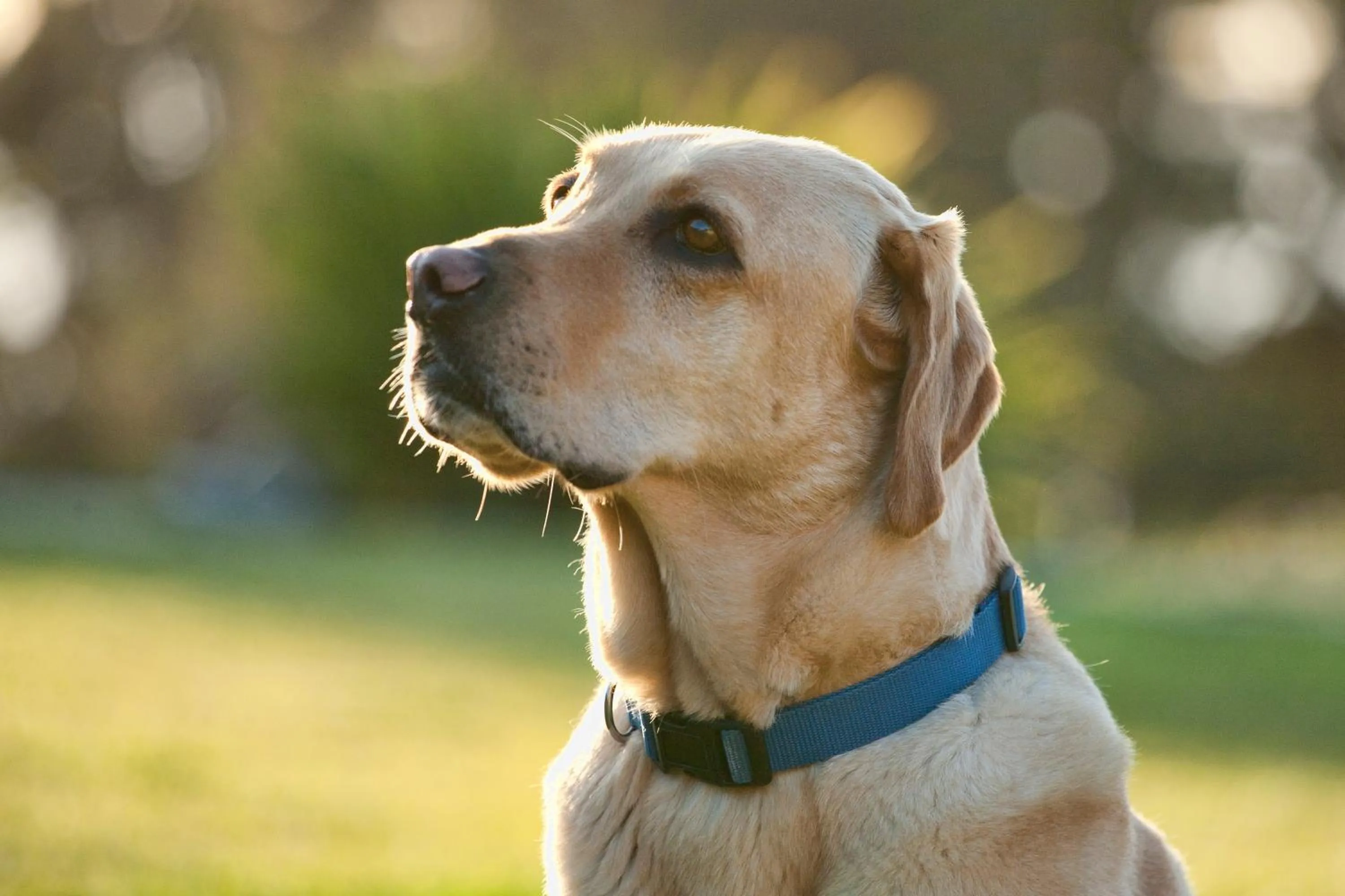 Pets in Cottages at Little River Cove