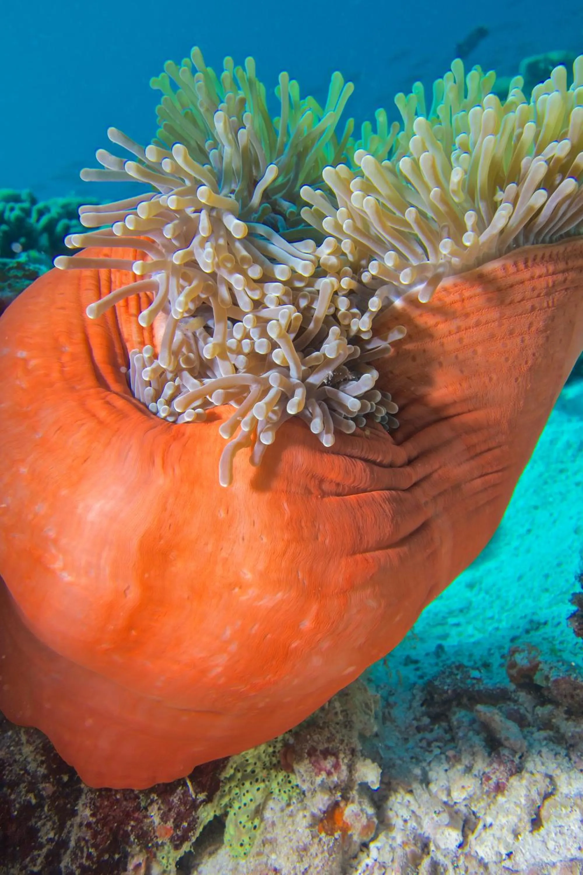 Snorkeling in Milaidhoo Maldives