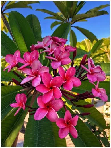 Villa Margherita Residence