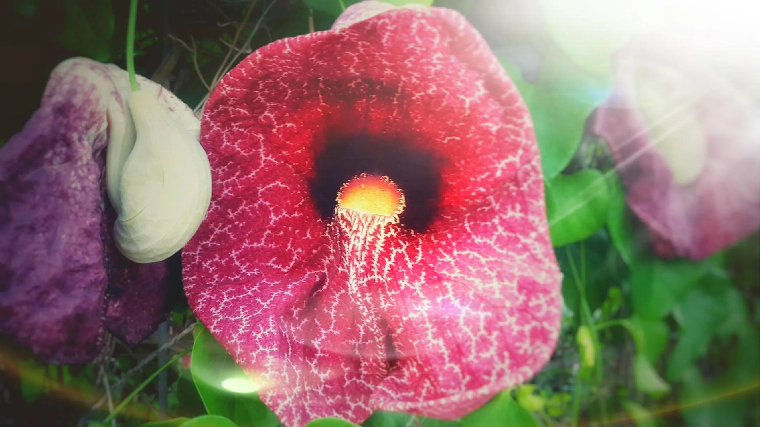 Villa Margherita Residence