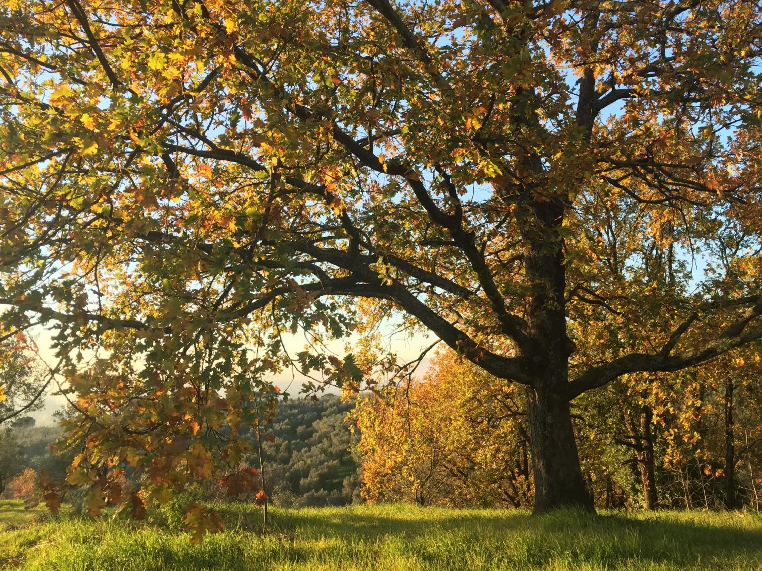 Garden in Agriturismo Podere Rondinaio