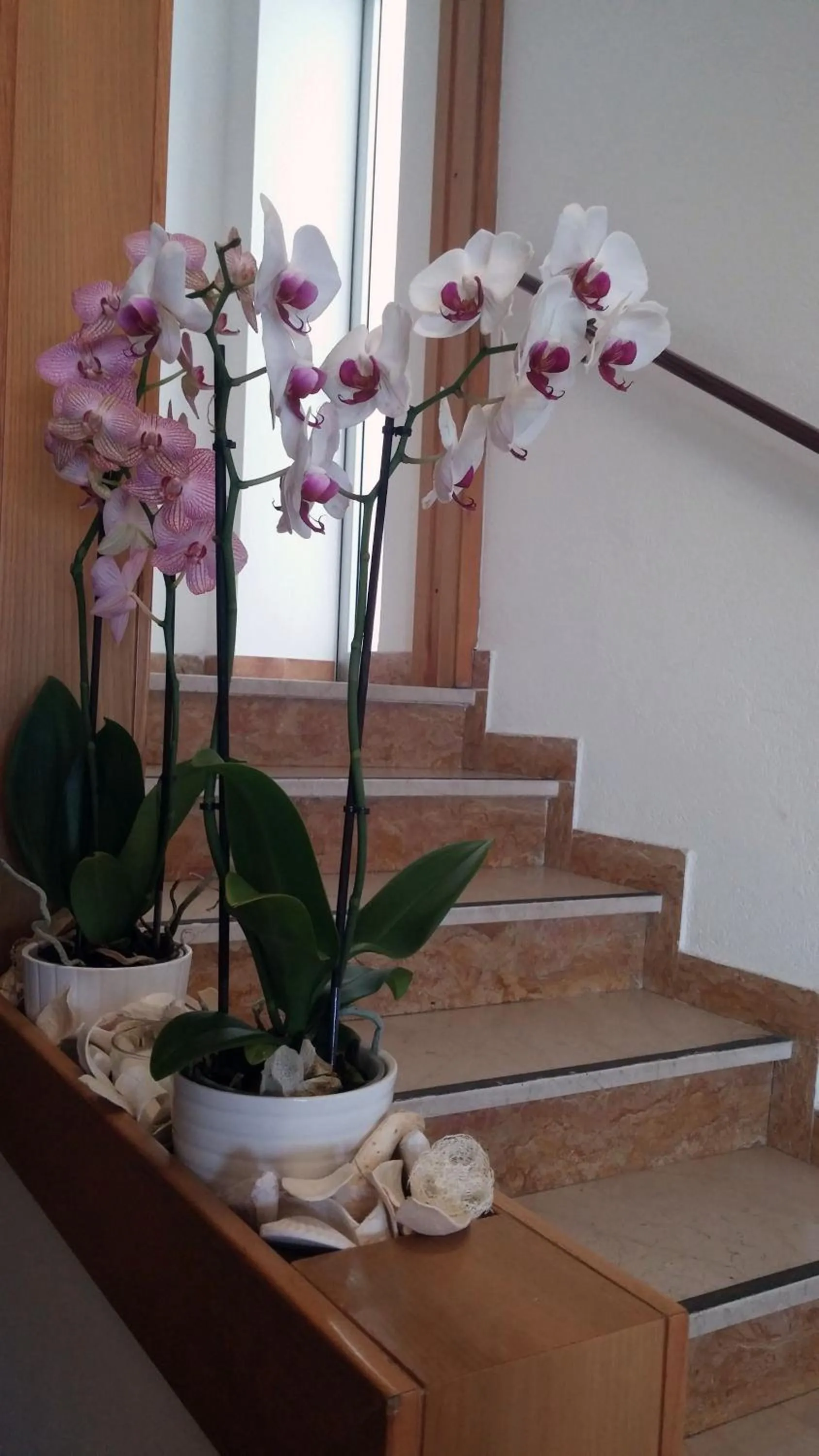 Lobby or reception in Hotel Rosalba