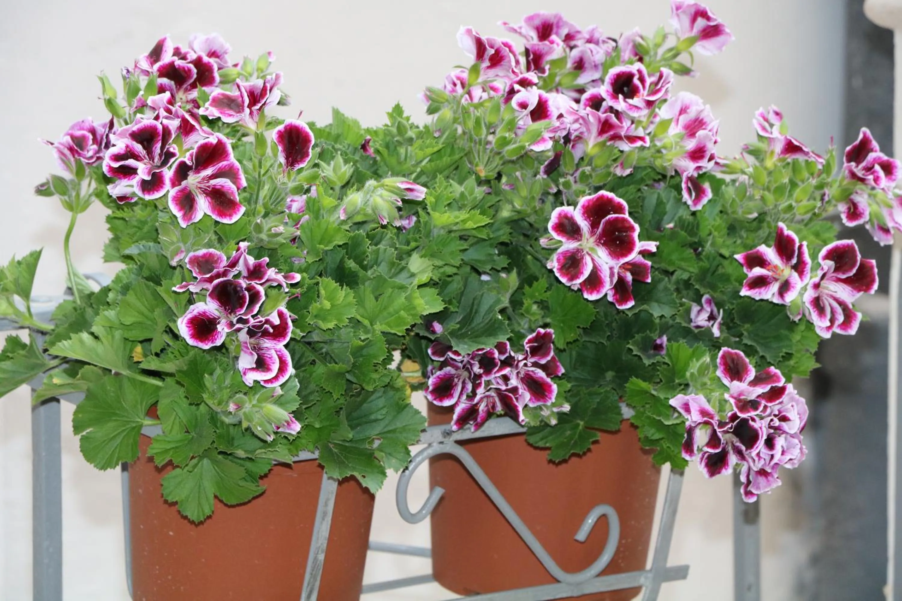 Floor plan in L'elefante