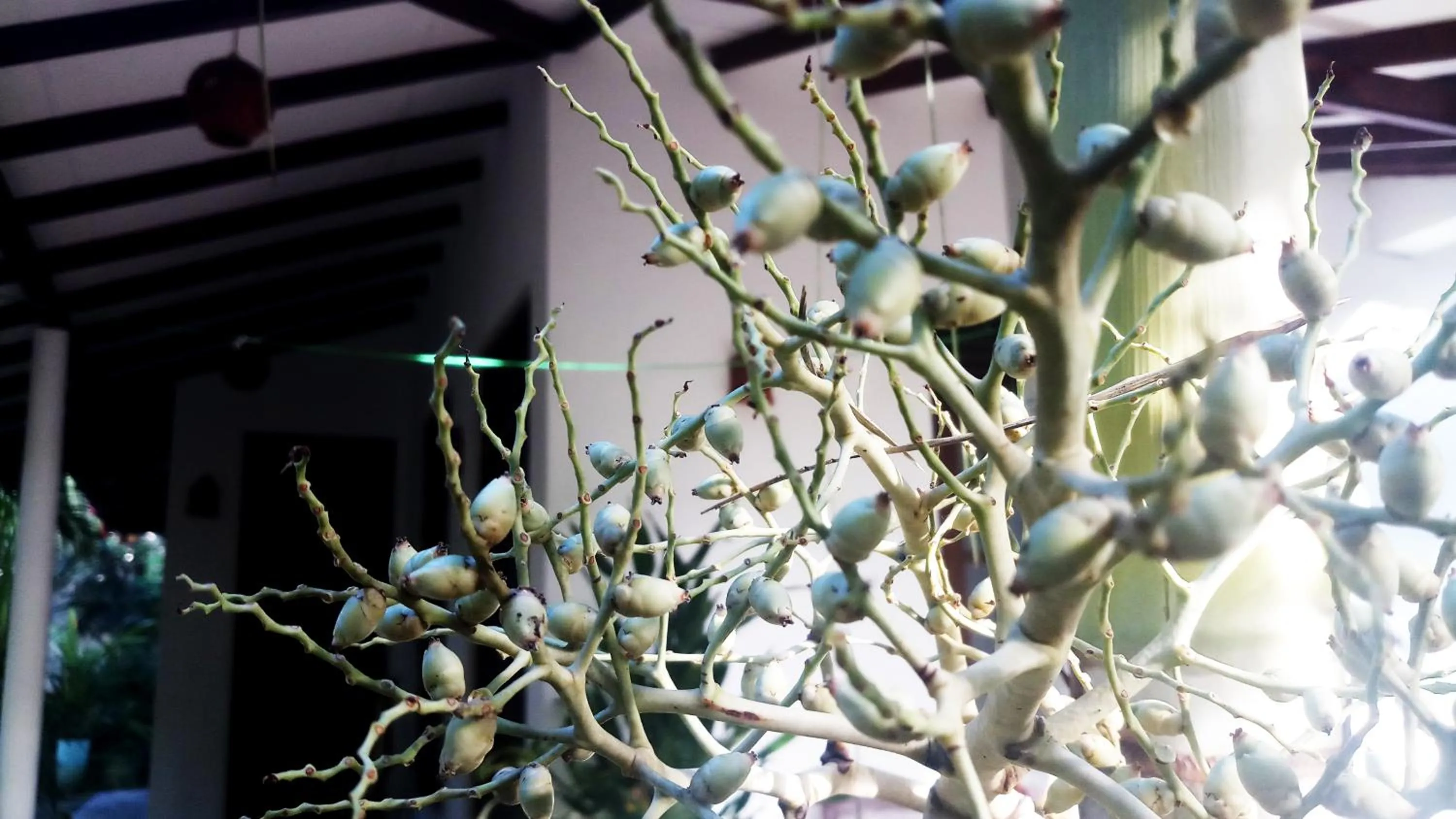 Facade/entrance in Eagle Homestay