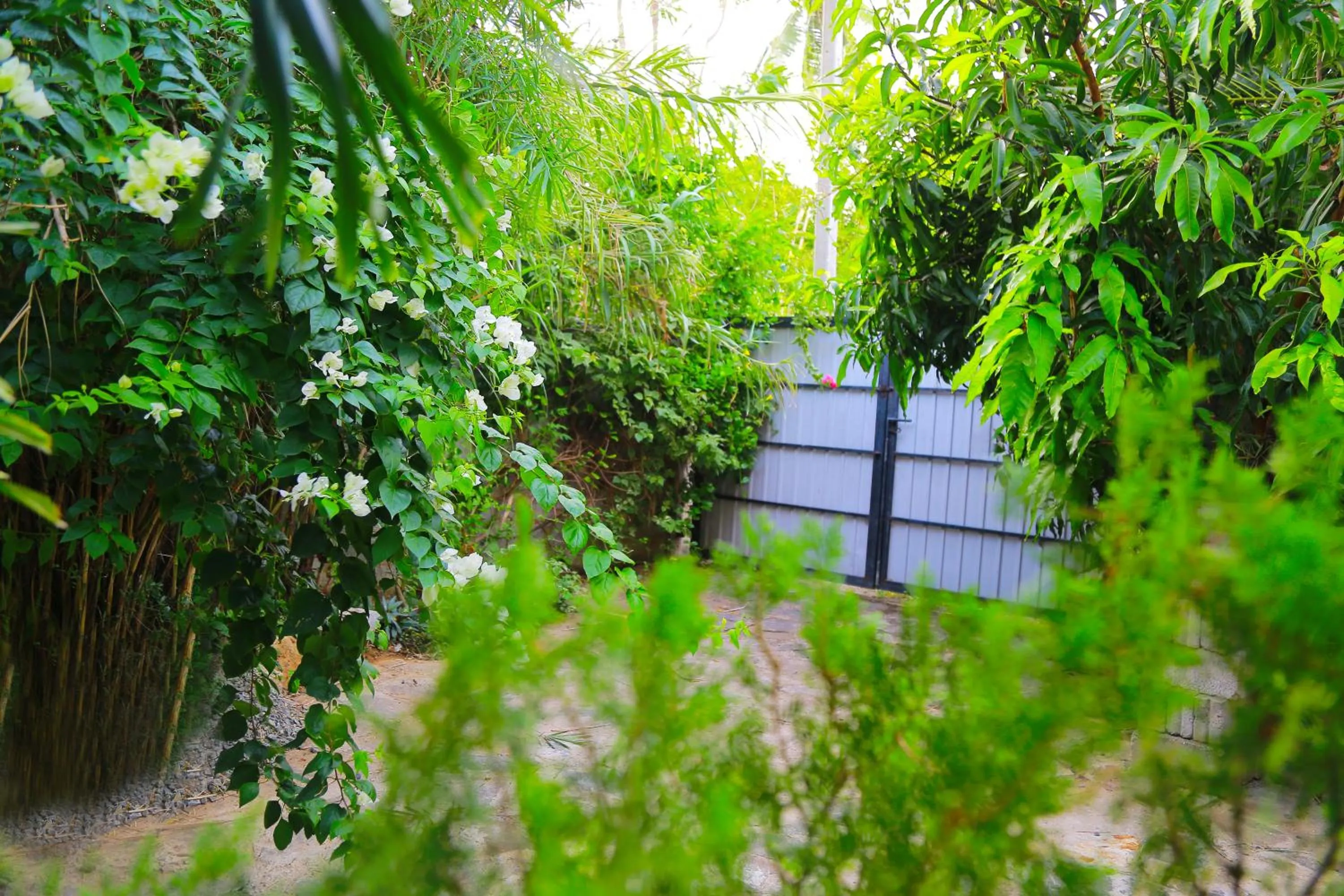 Garden view in Eagle Homestay