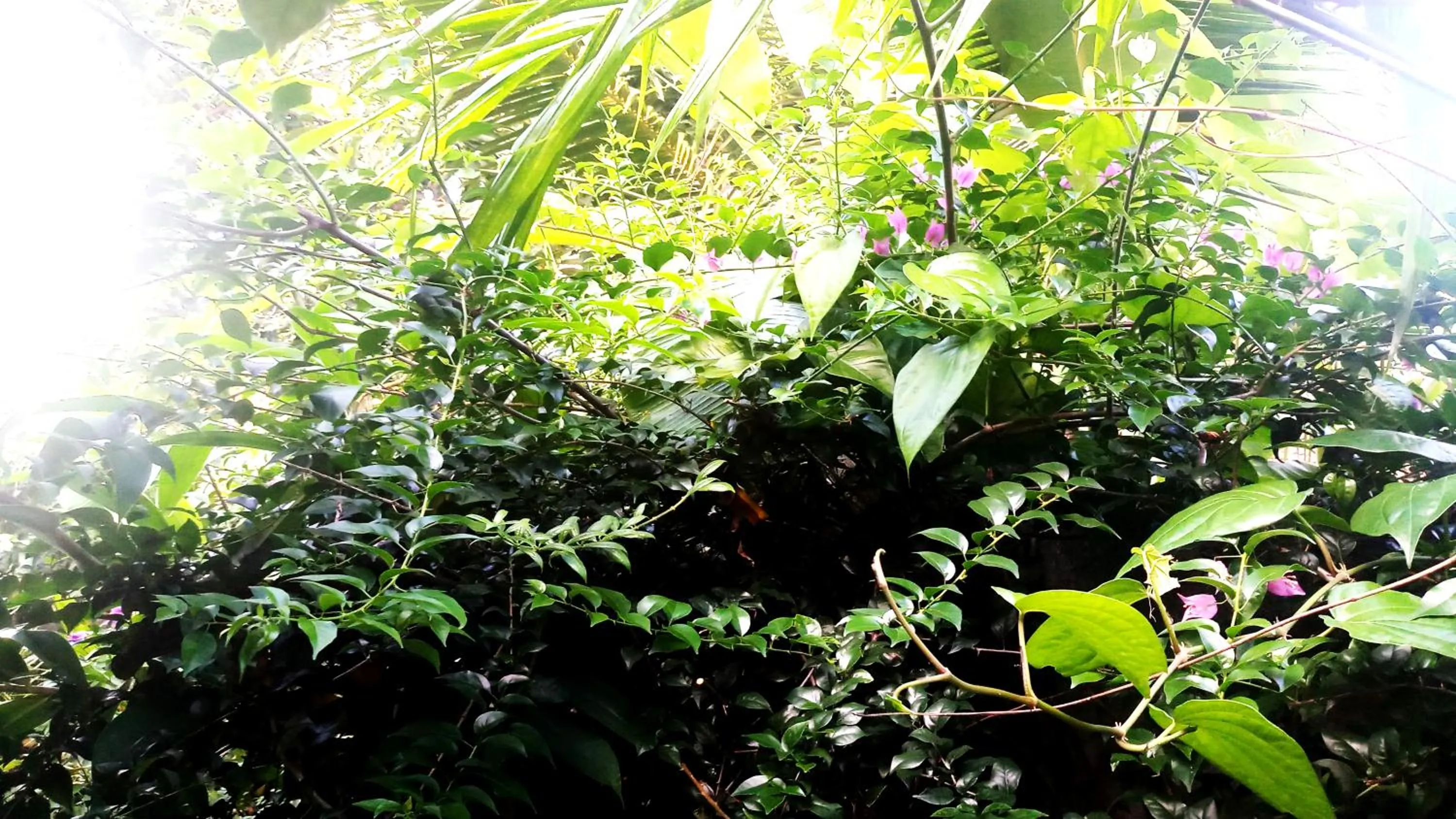 Garden in Eagle Homestay