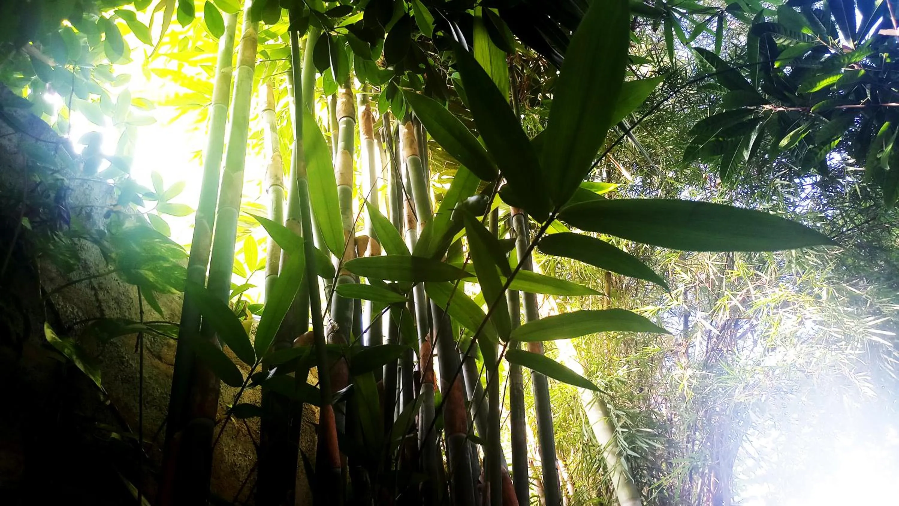 Natural landscape in Eagle Homestay