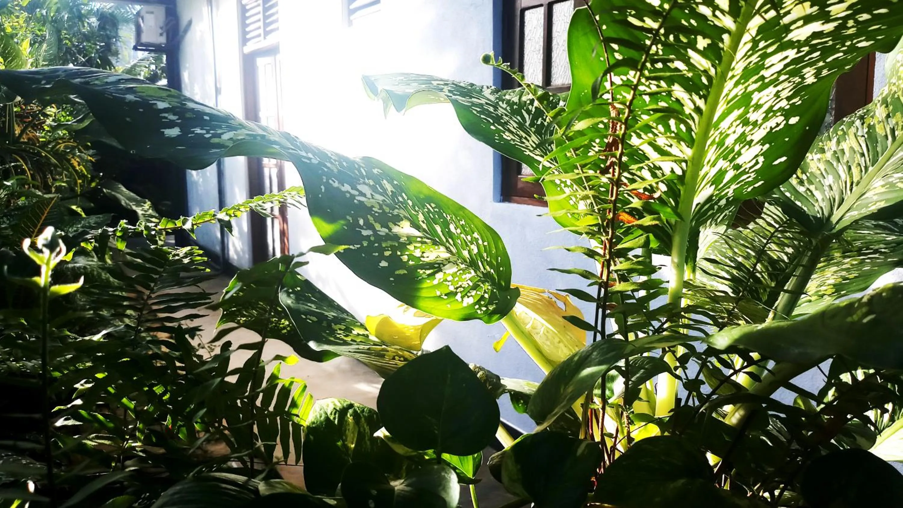 Garden in Eagle Homestay