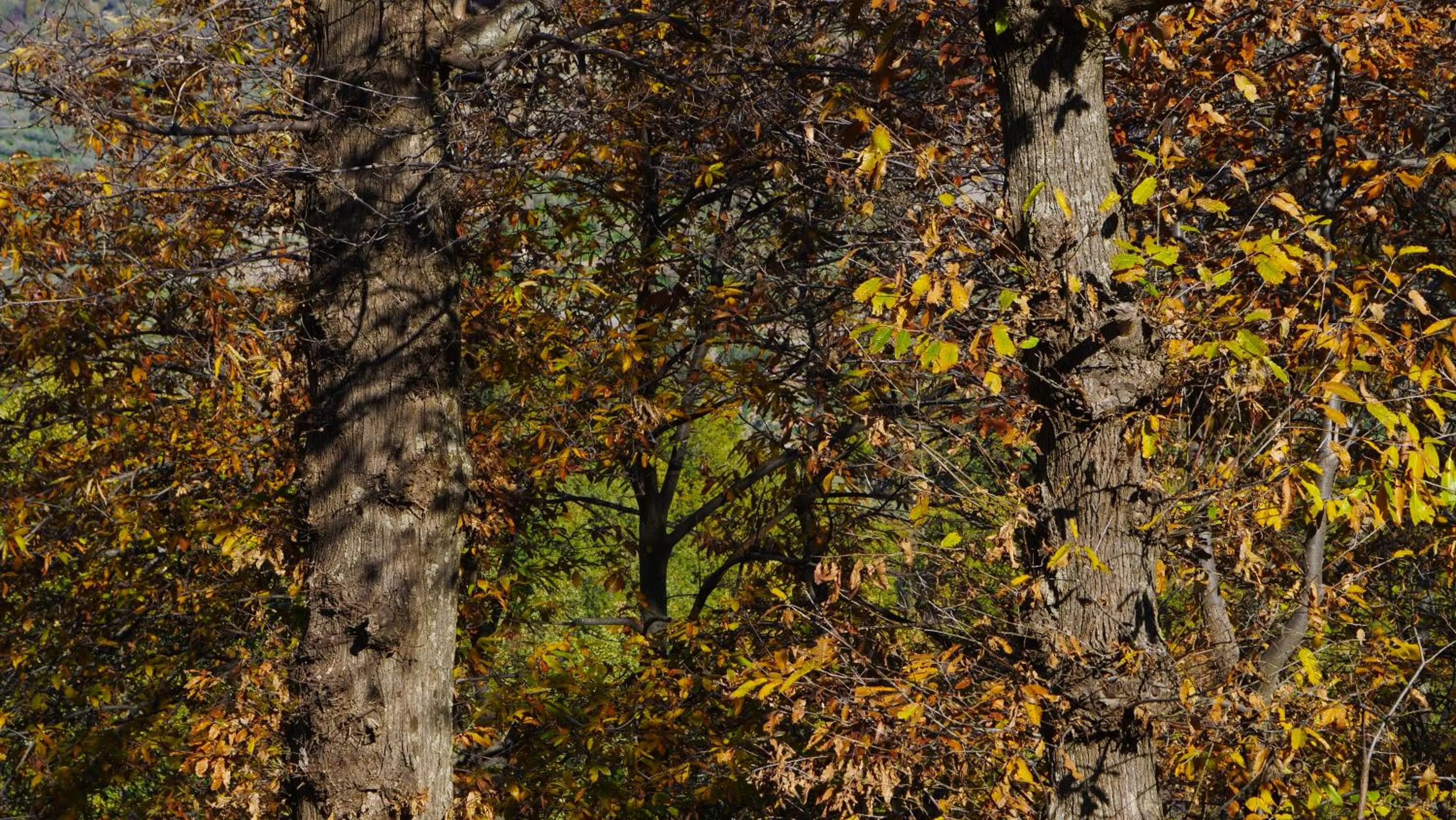 Antico Borgo San Francesco