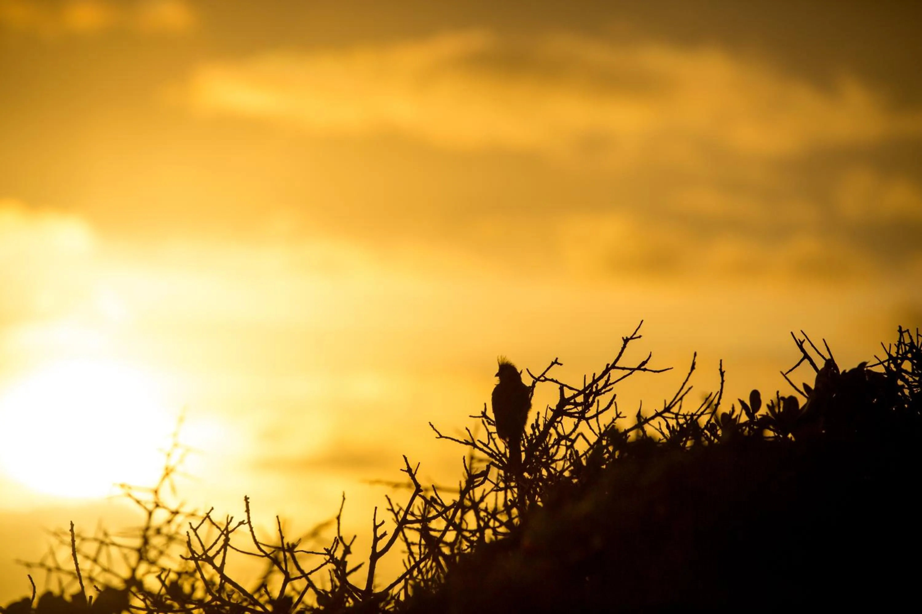 Sunrise in Gourikwa Coastal Nature Reserve
