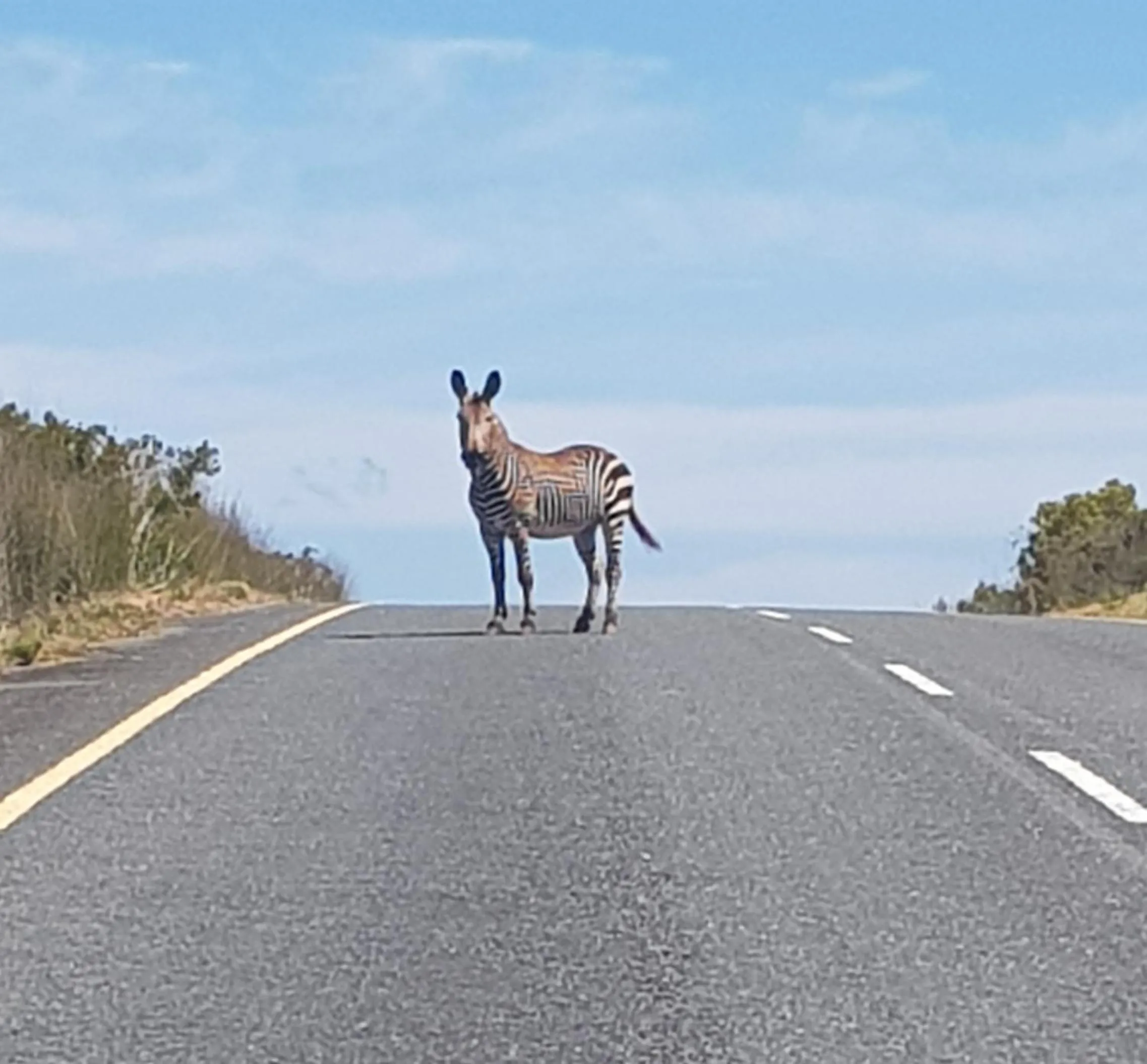 Animals in Gourikwa Coastal Nature Reserve
