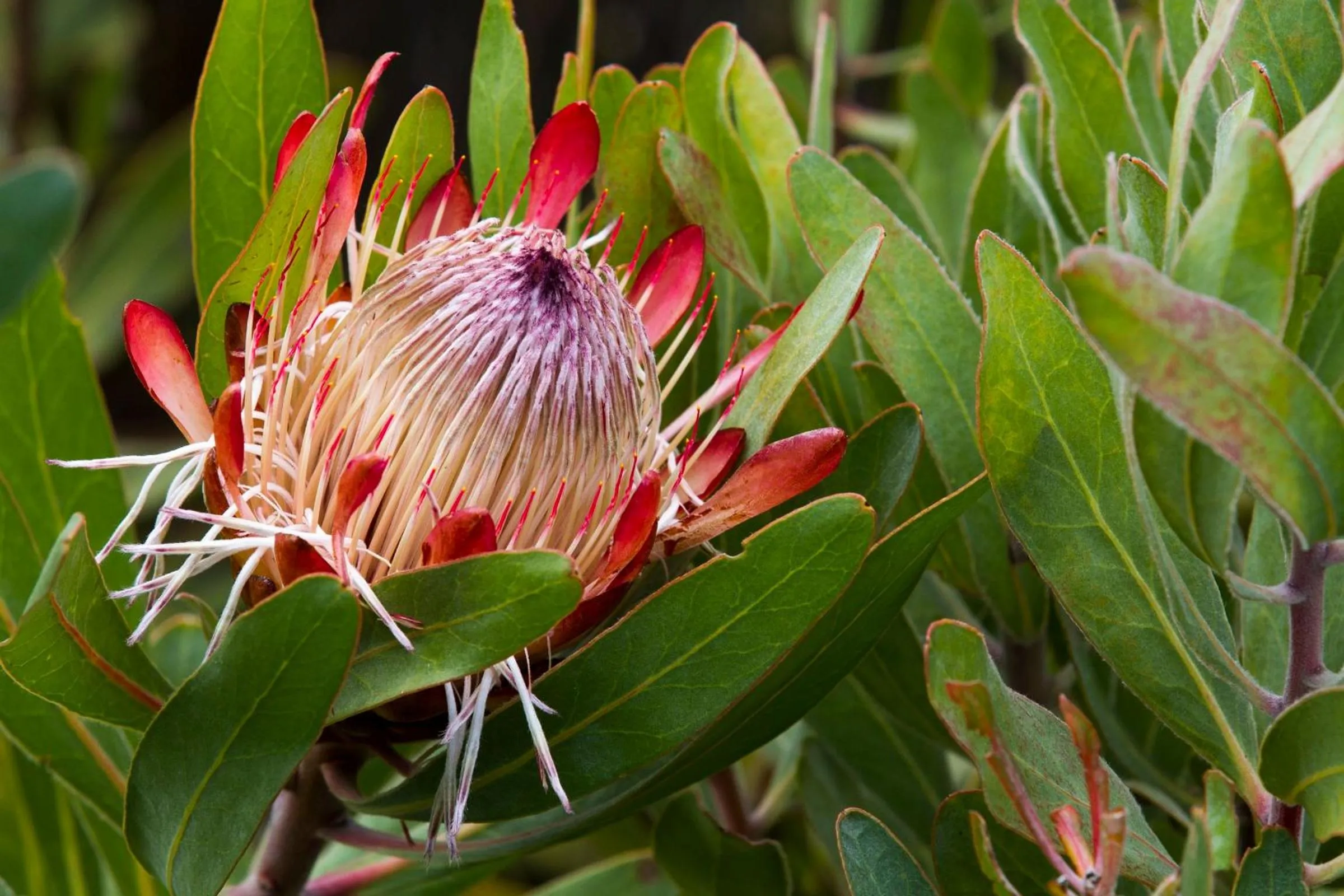 Natural landscape in Gourikwa Coastal Nature Reserve
