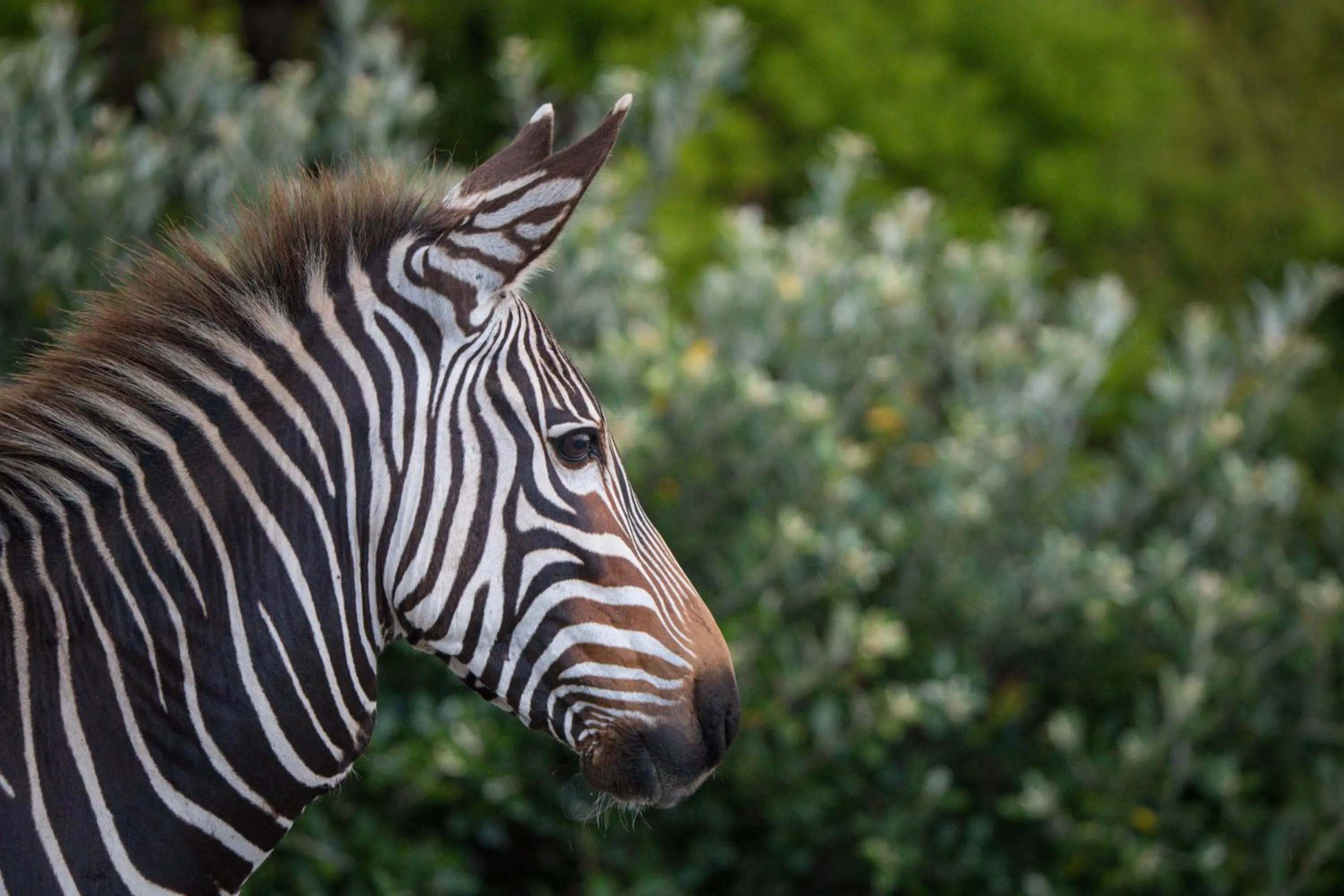 Animals in Gourikwa Coastal Nature Reserve