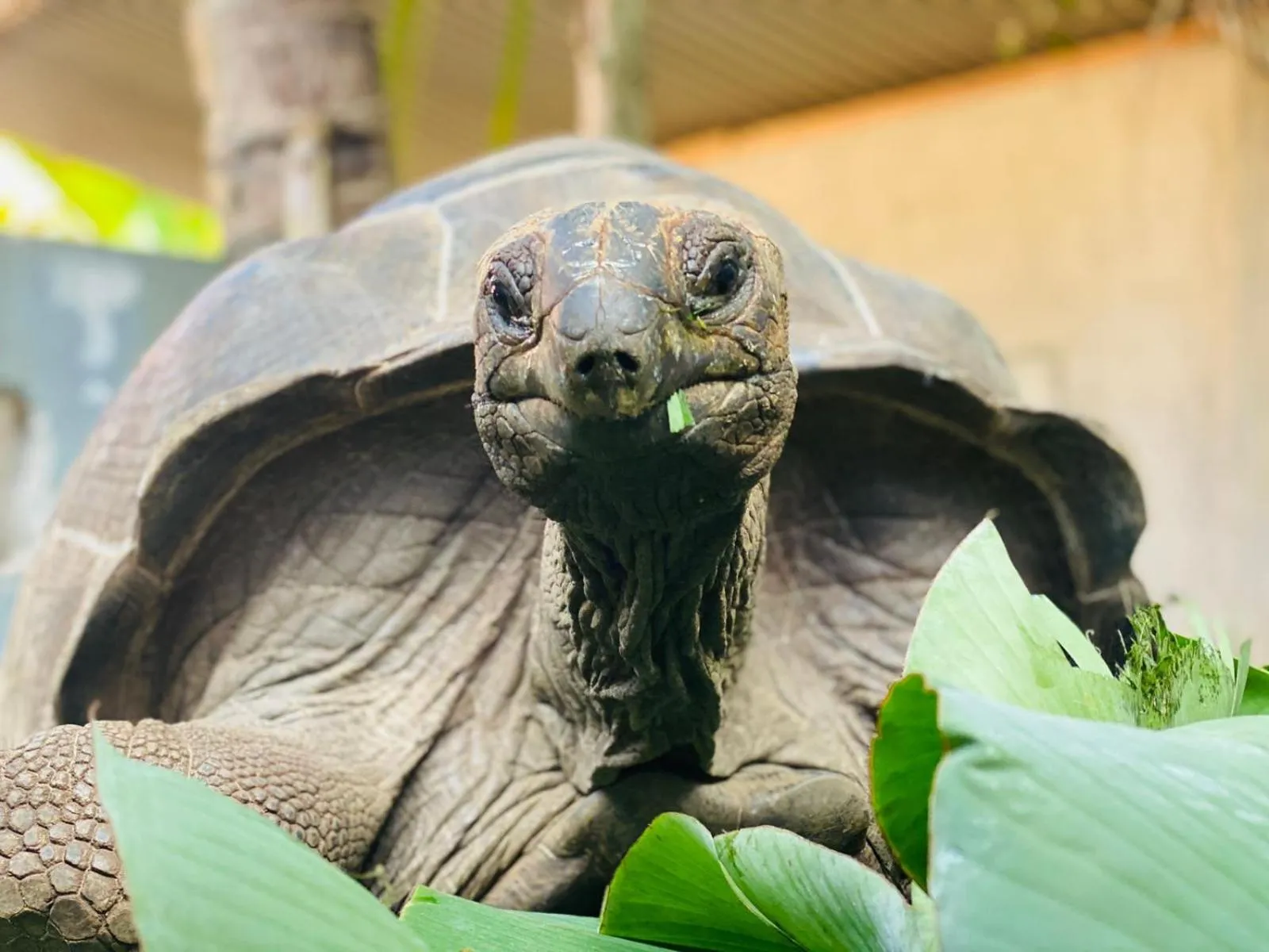 Pets in Alha Villa