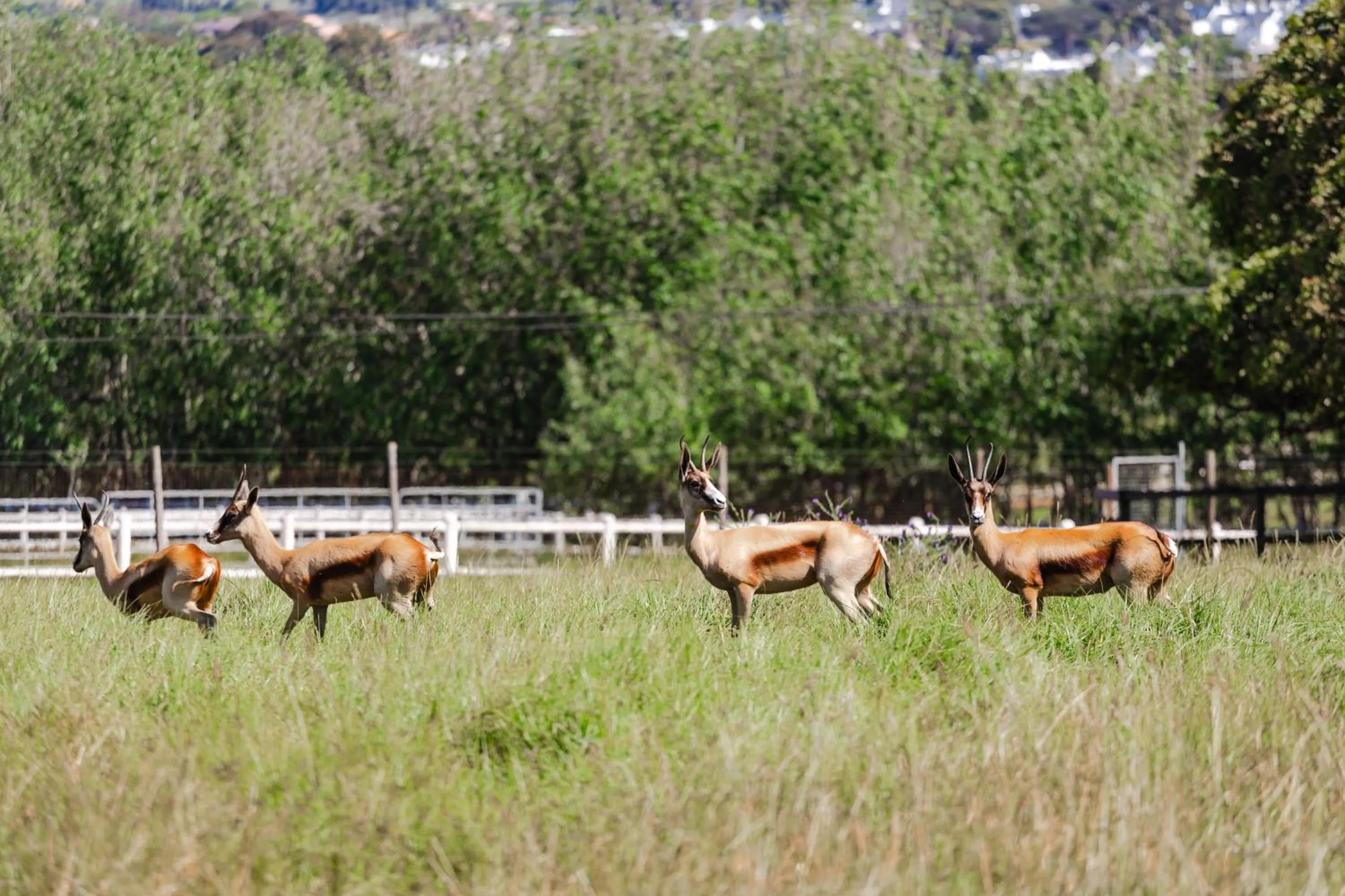 Animals in Marshden Estate