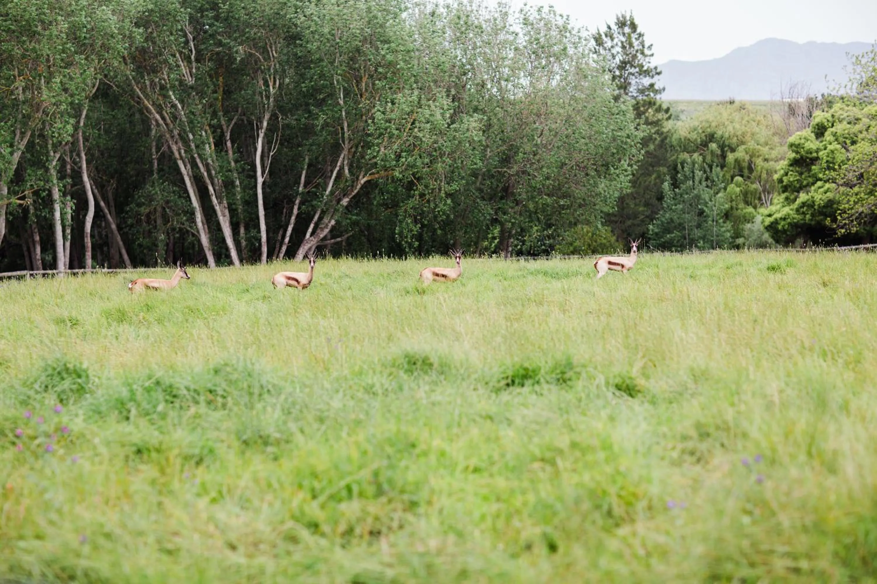Animals in Marshden Estate
