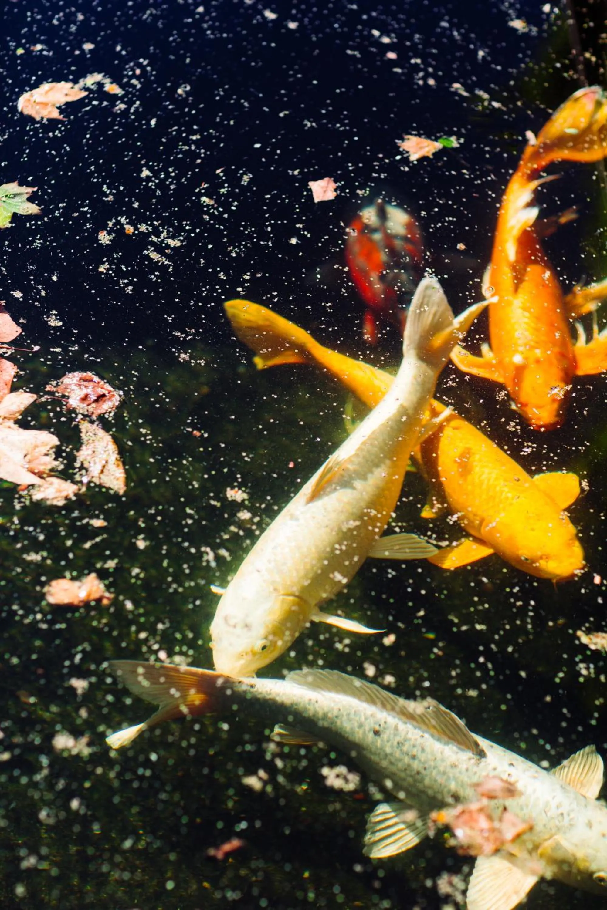 Animals in Marshden Estate