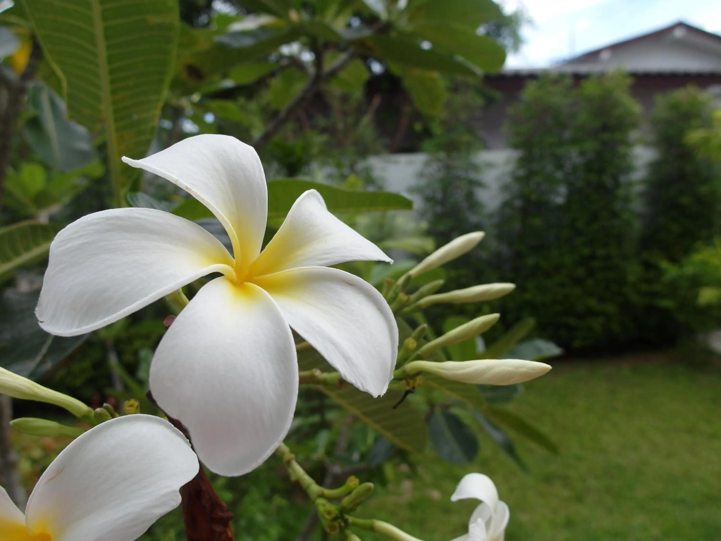 Natural landscape in Crystal Lamai Hotel