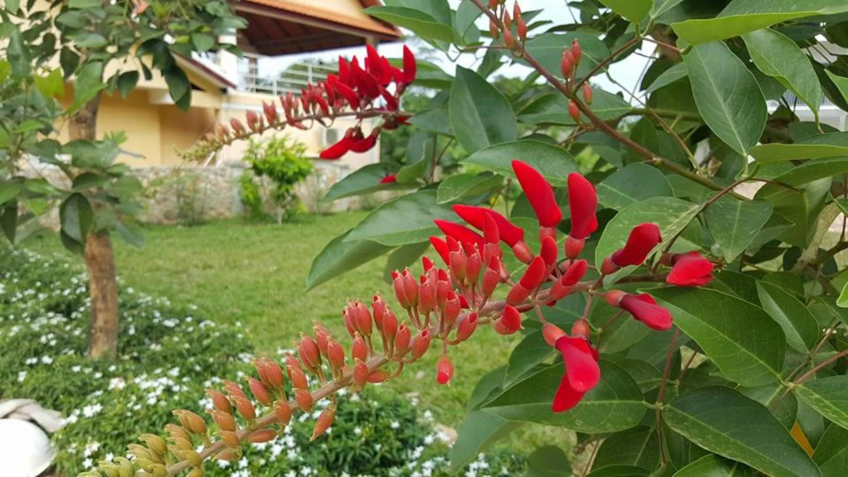 Garden in Summer Resort