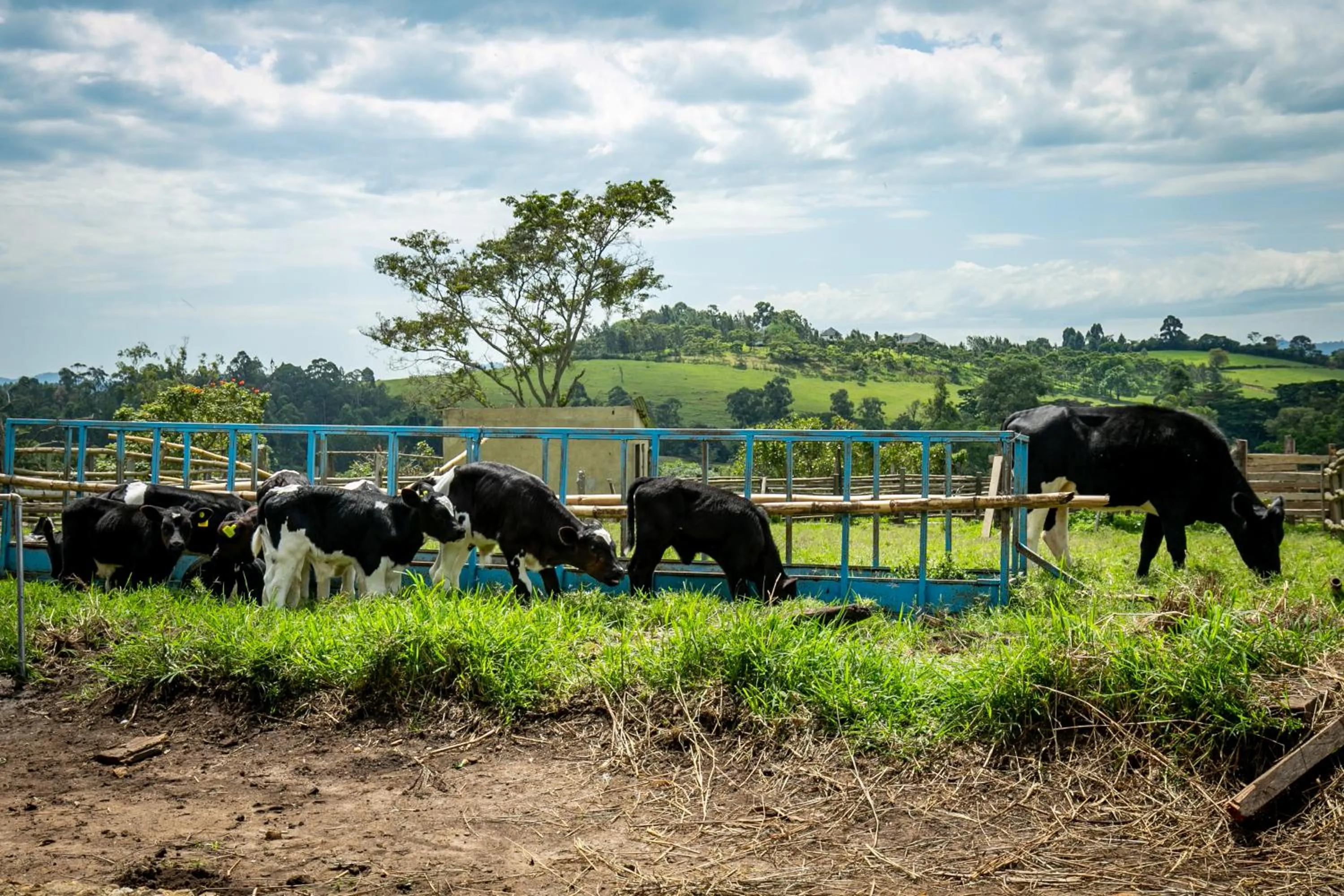 Animals in The Crested Crane Bwindi Hotel