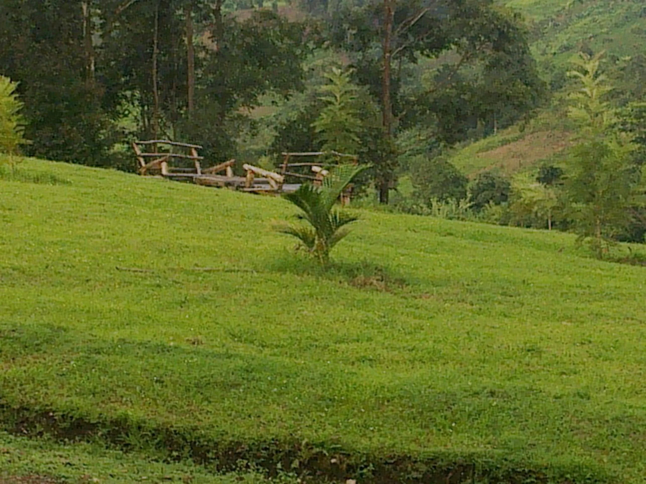 Garden in The Crested Crane Bwindi Hotel