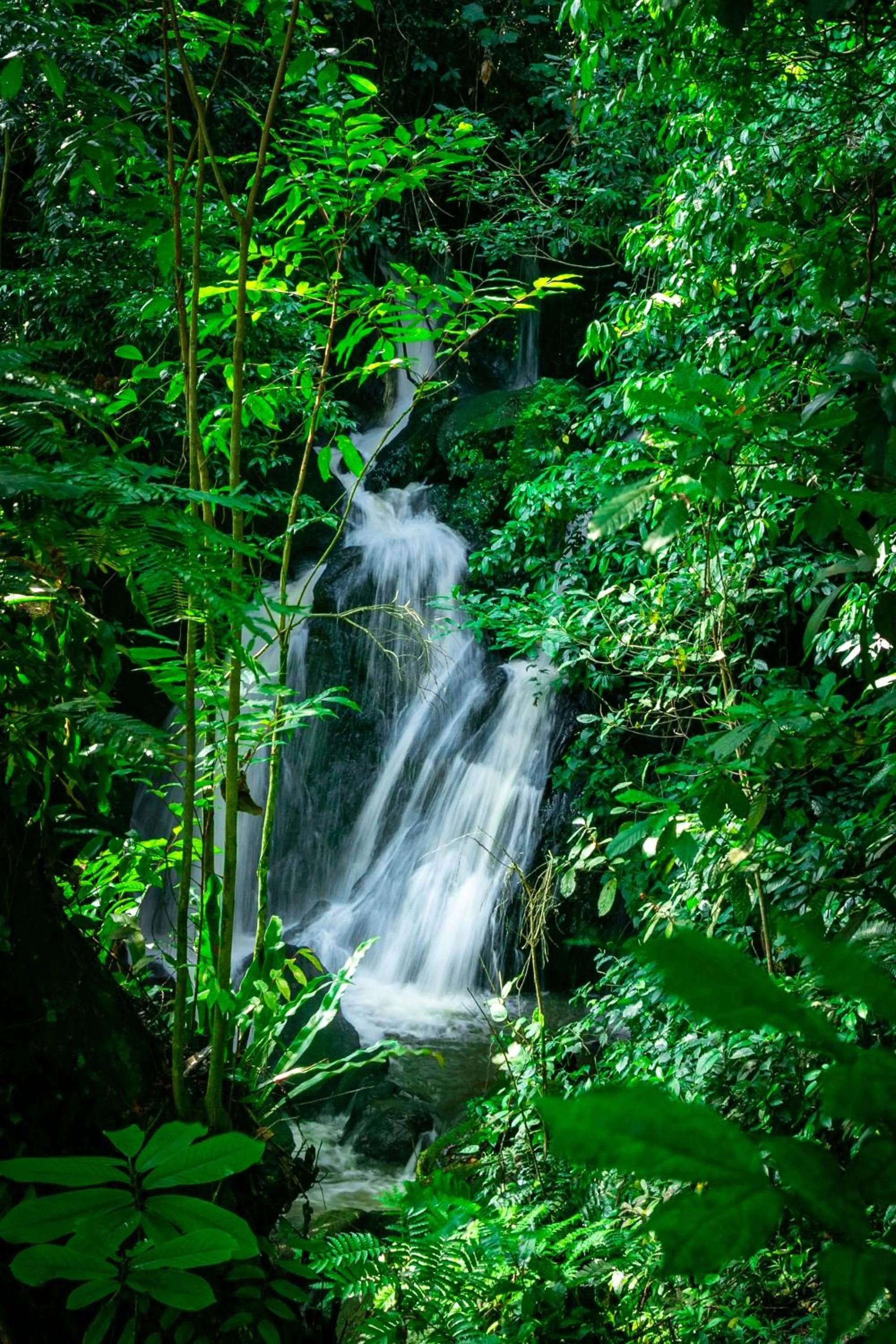 Natural landscape in The Crested Crane Bwindi Hotel