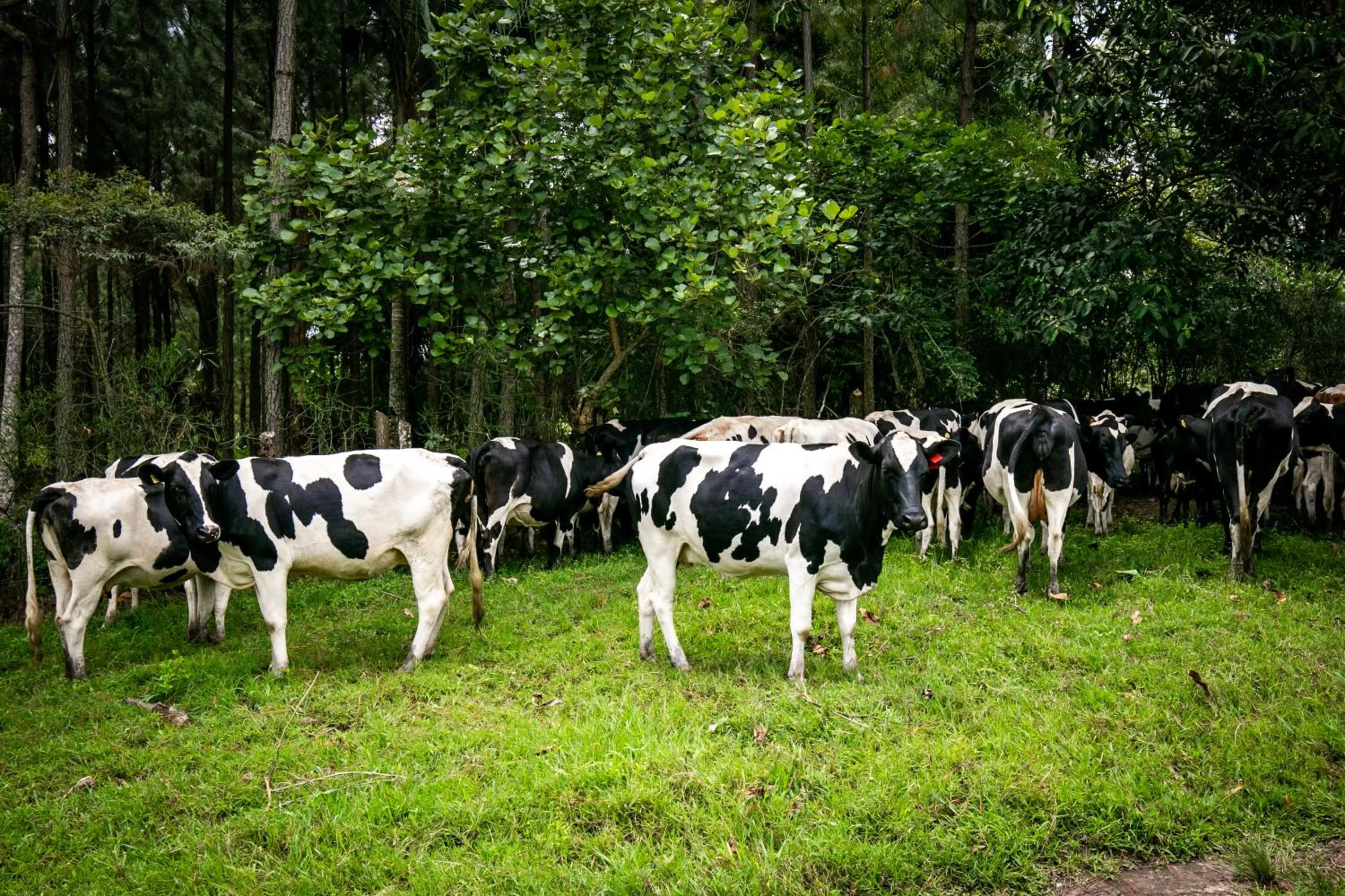 Animals in The Crested Crane Bwindi Hotel