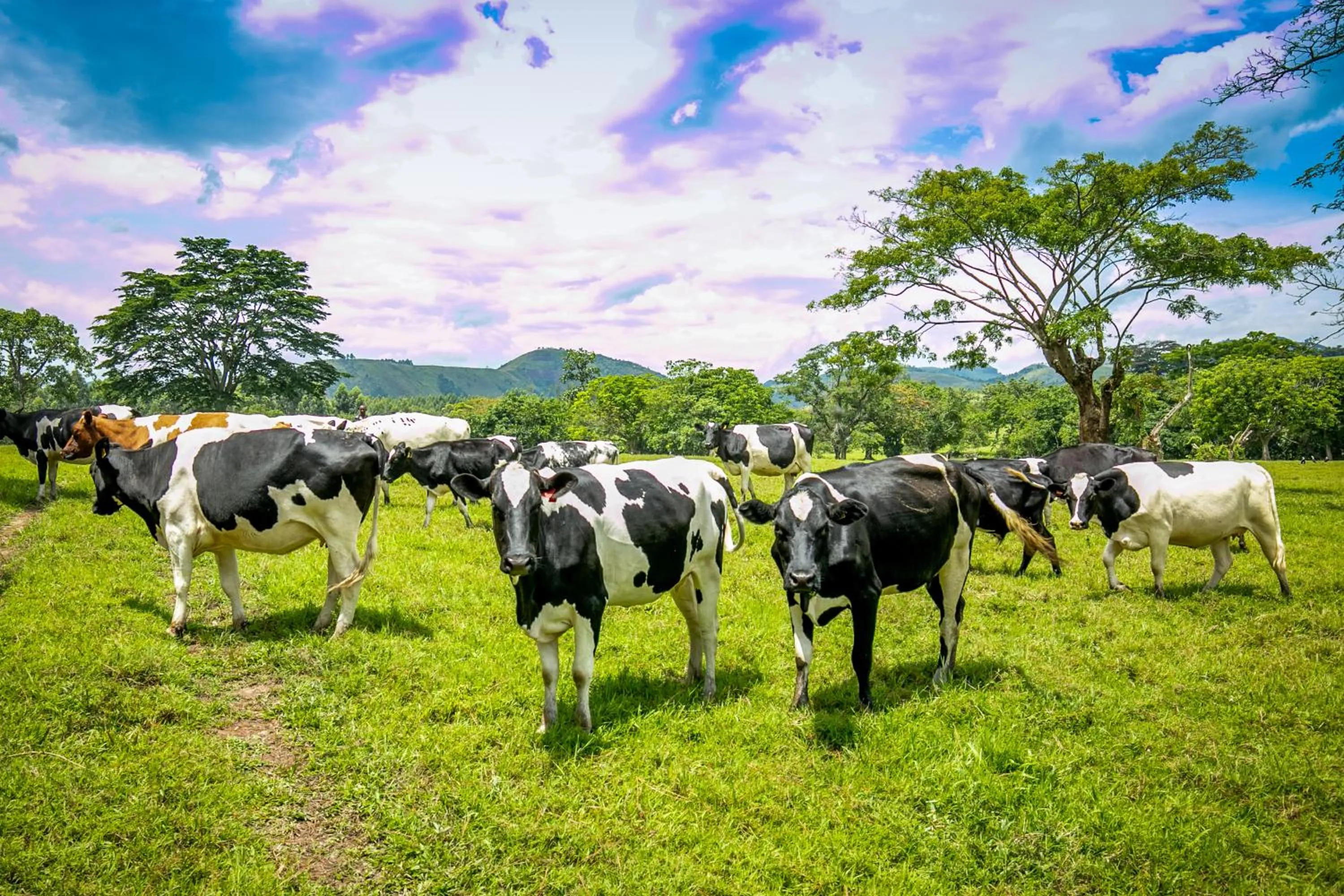 Animals in The Crested Crane Bwindi Hotel