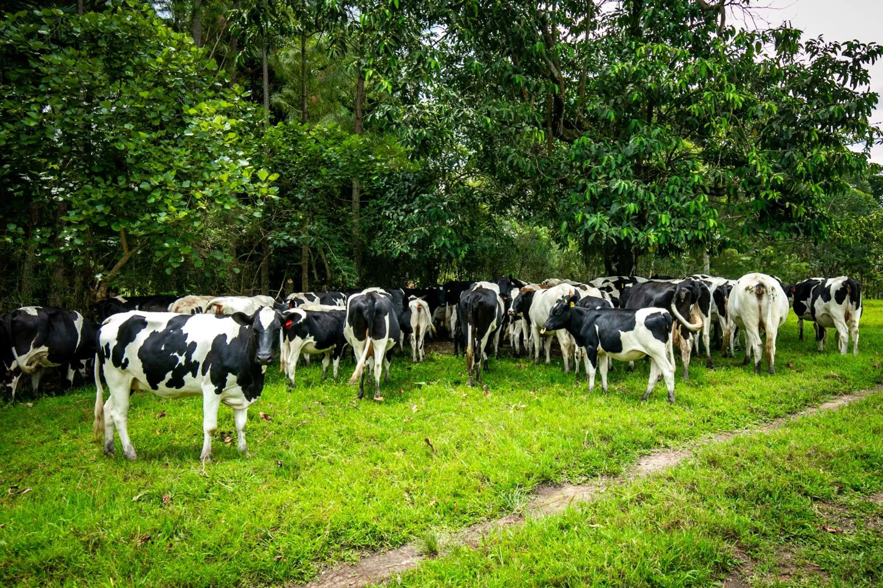 Animals in The Crested Crane Bwindi Hotel