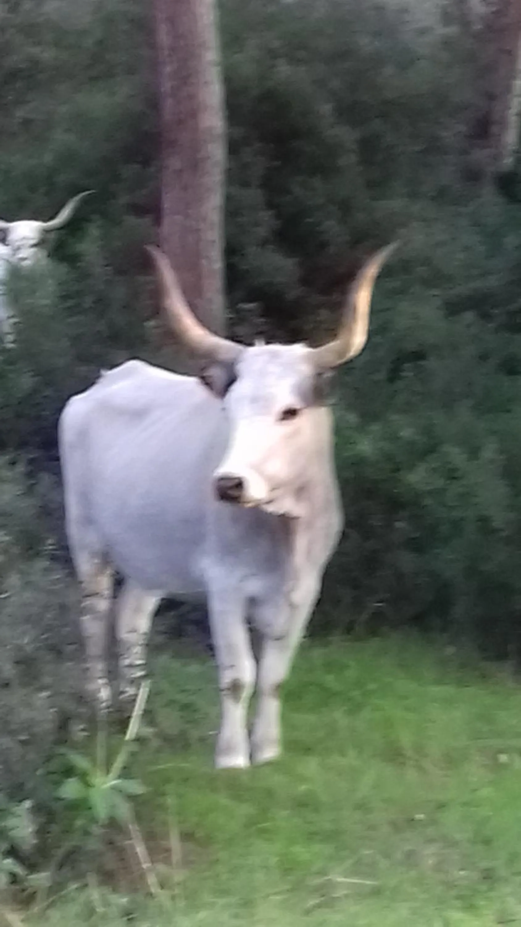 Other Animals in Albergo Rispescia