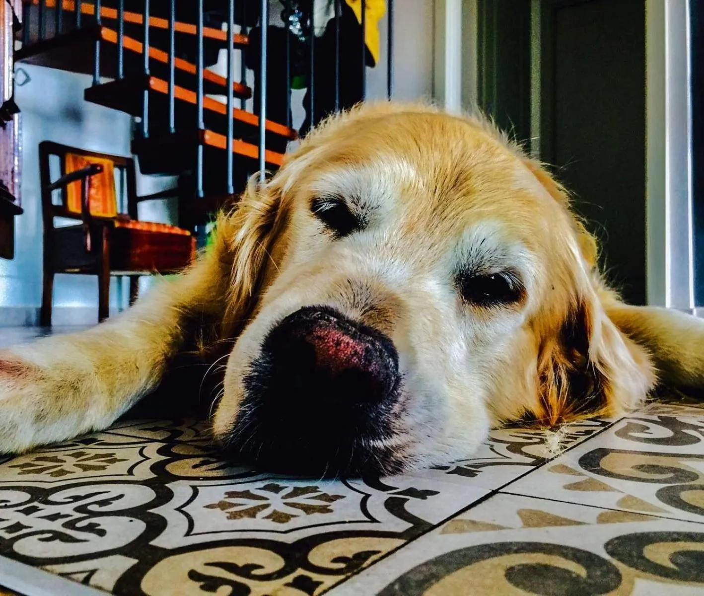 Pets in Country House Erba Regina