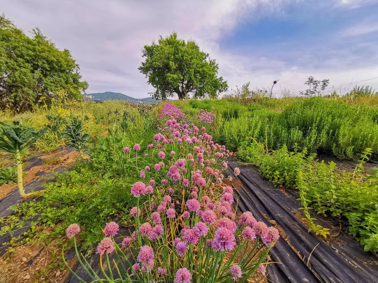 Garden view in Country House Erba Regina