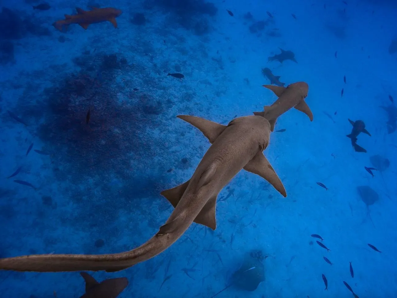 Snorkeling in Kinan Retreat