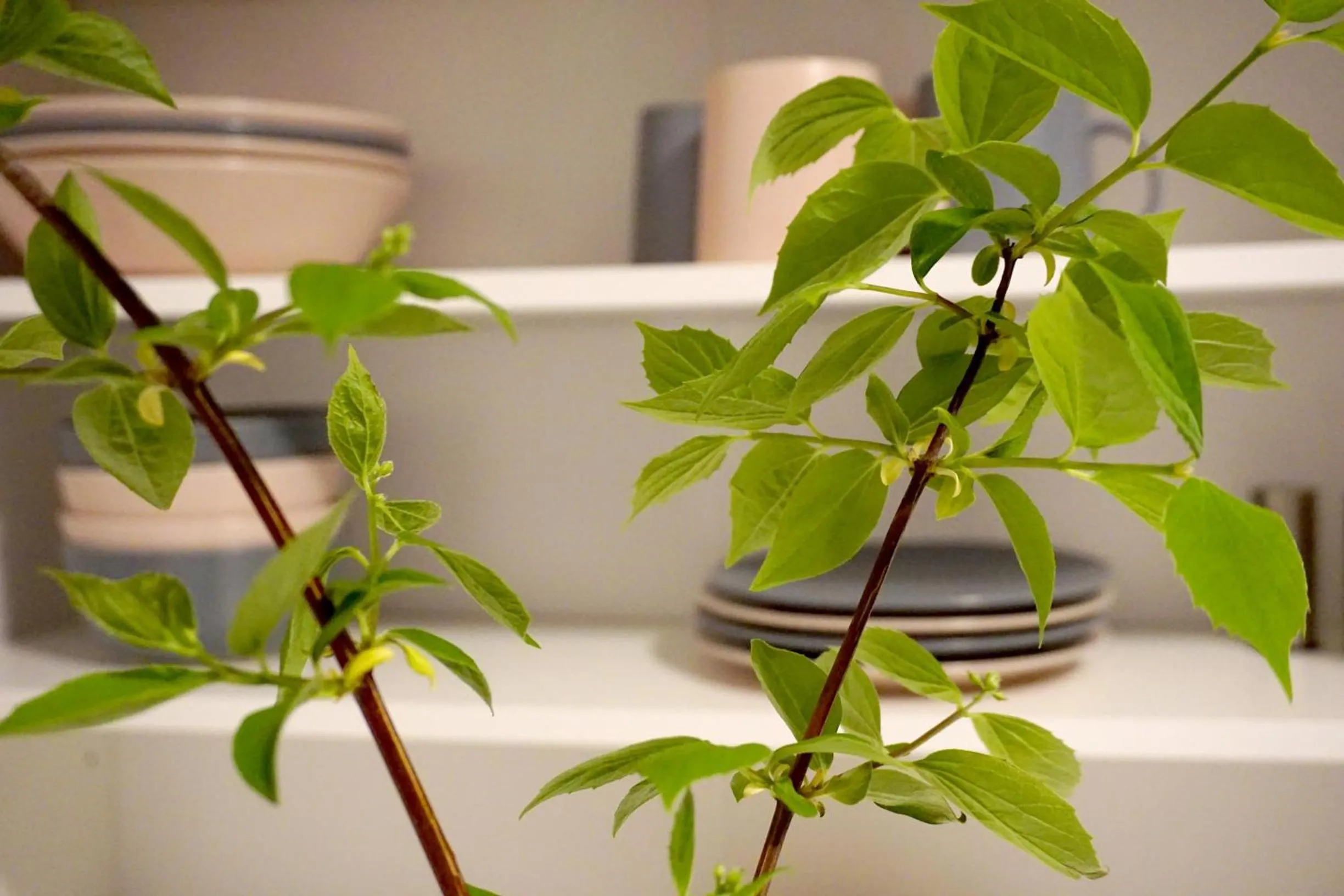 Hotel-Pension Treppengasse Nr 6