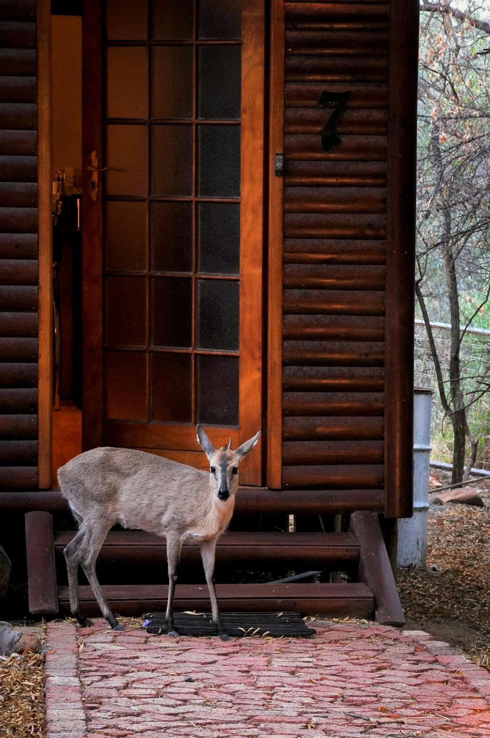 Animals in Impa-Lala Country Estate