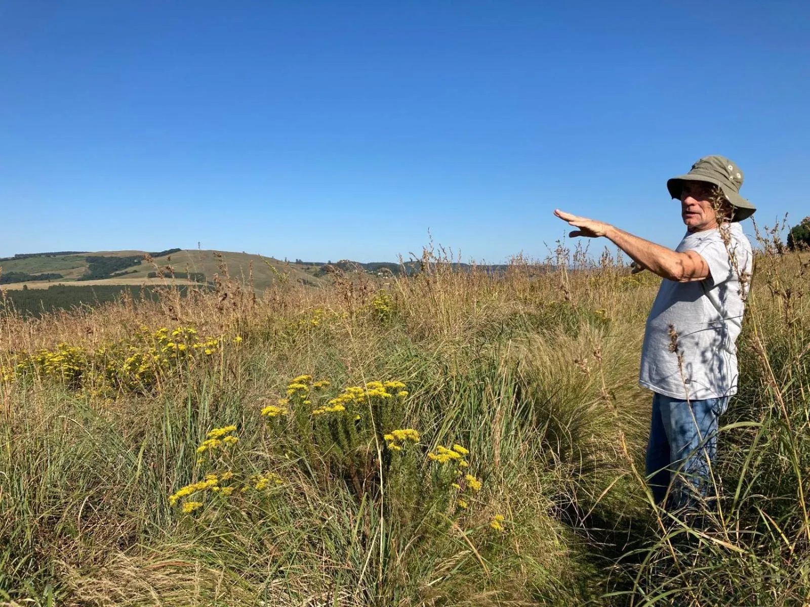 Natural landscape in Midlands Forest Lodge