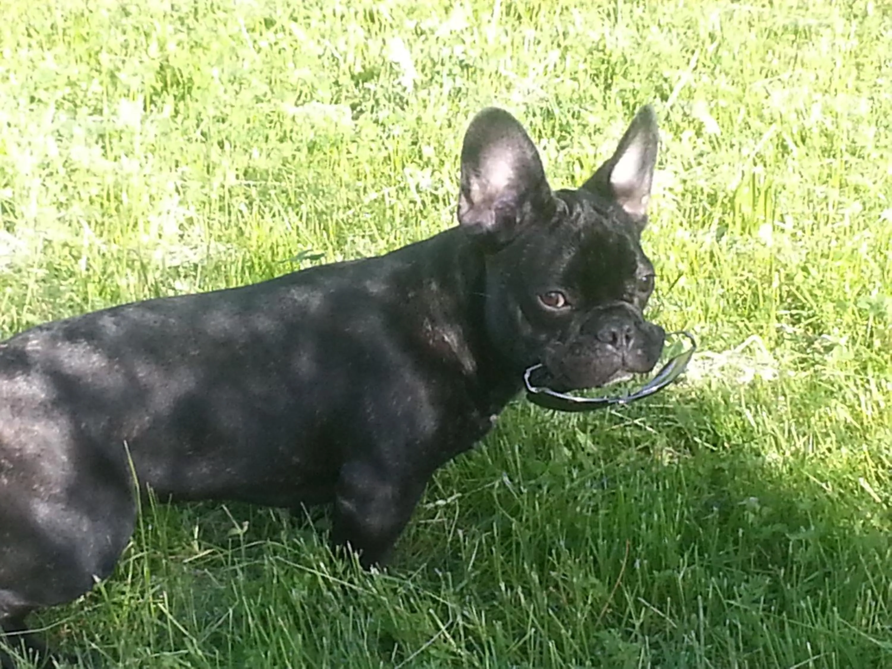 Pets in Villa des Cammaous