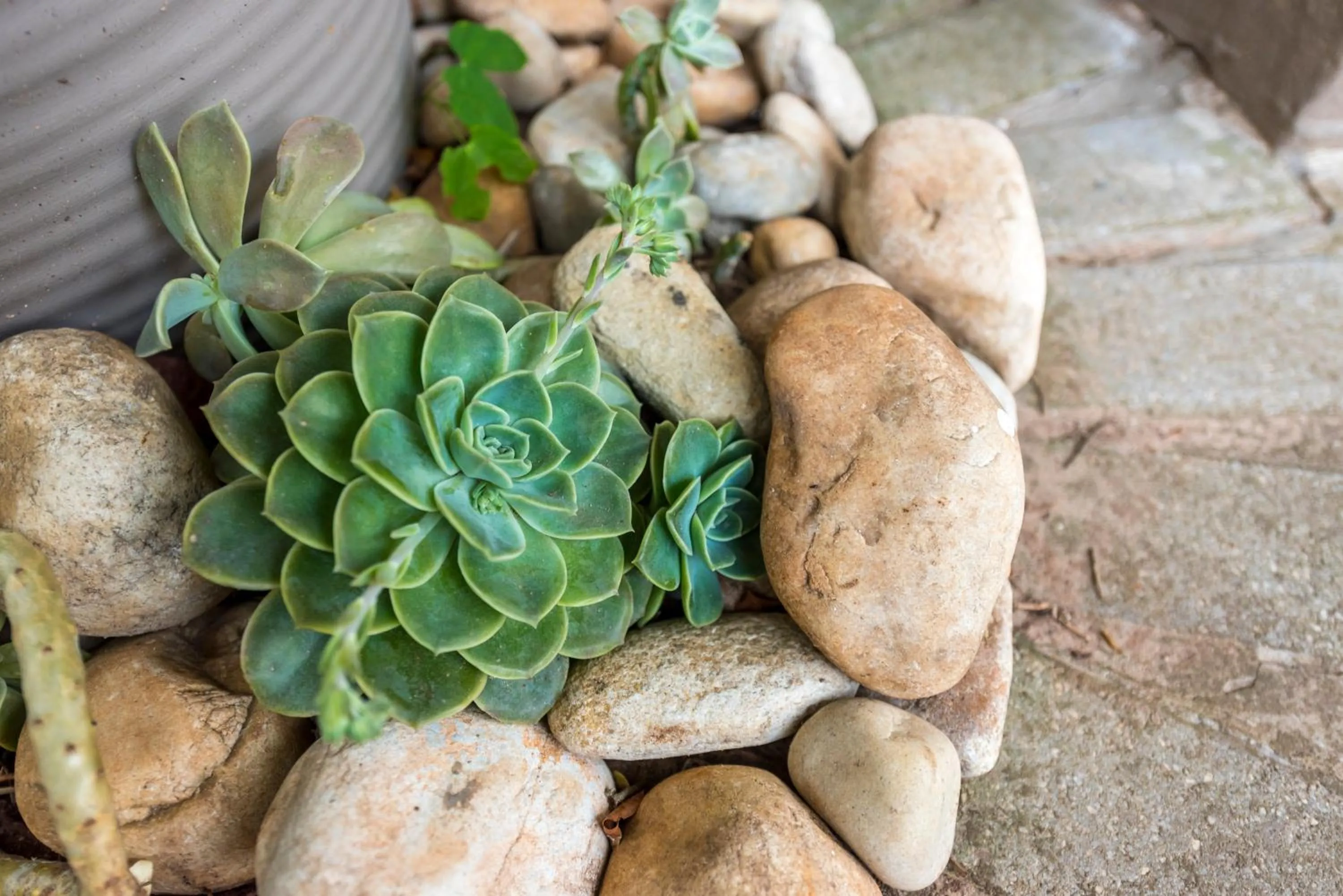 Garden in Kingfisher GuestHouse