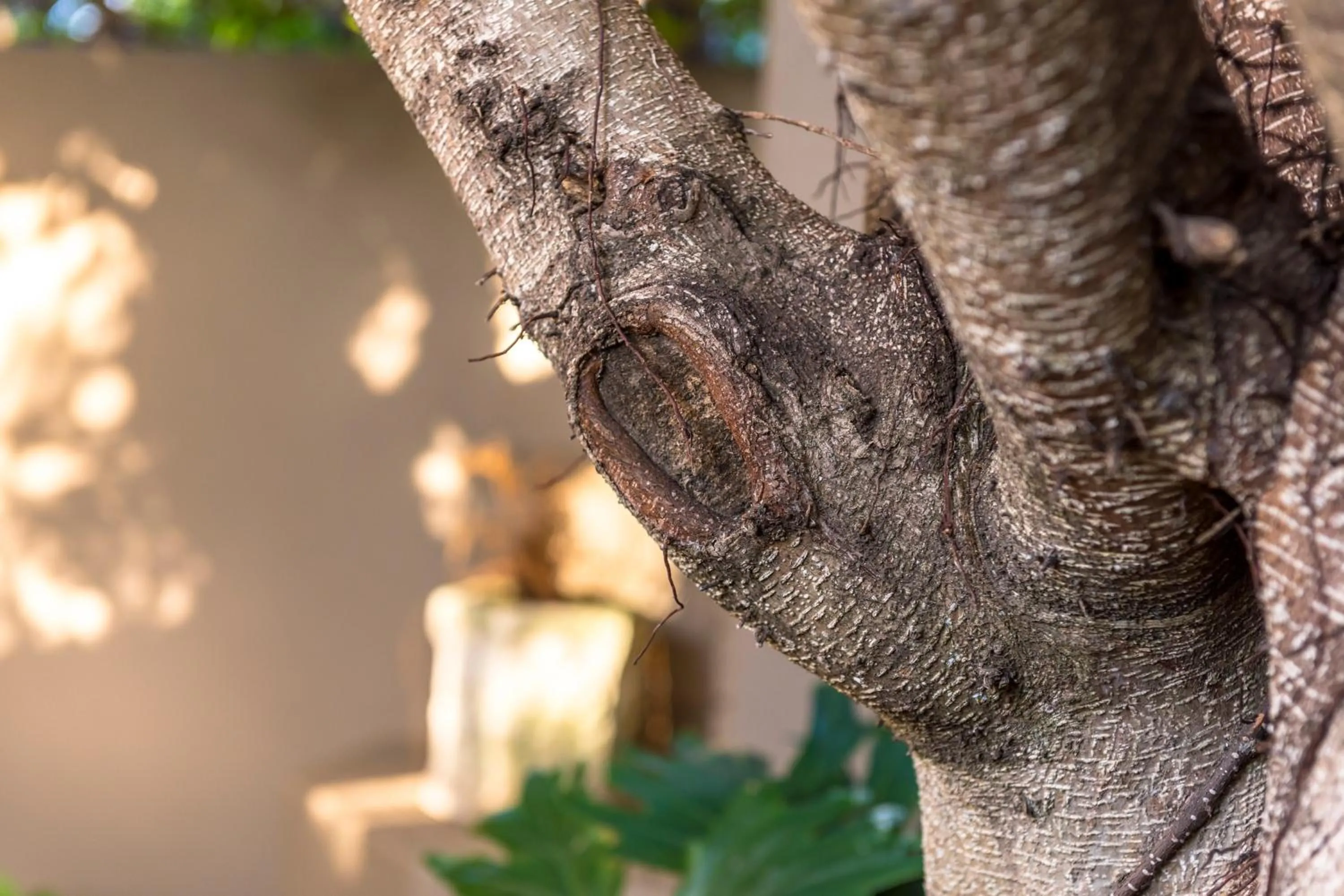 Garden in Kingfisher GuestHouse