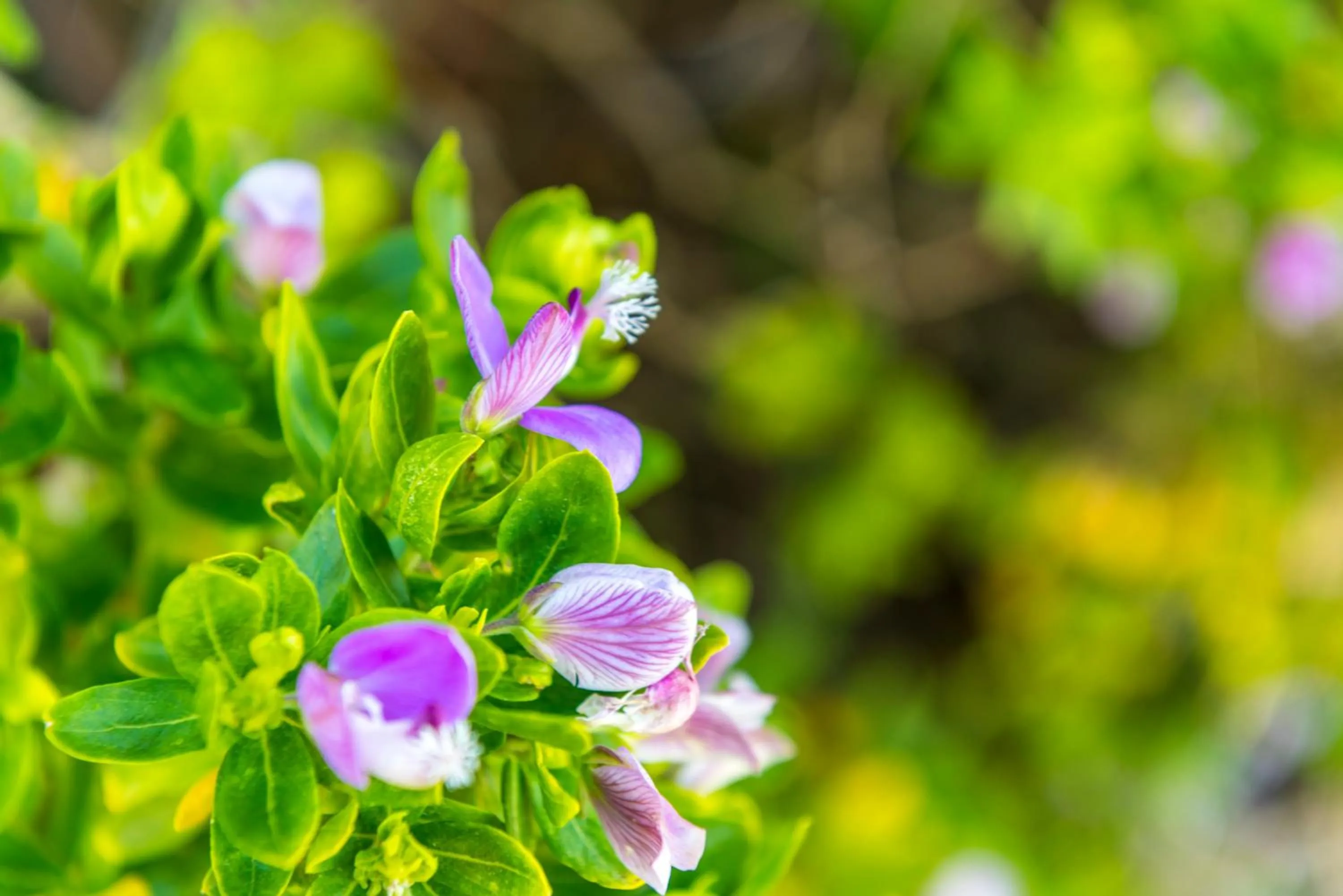 Garden in Kingfisher GuestHouse