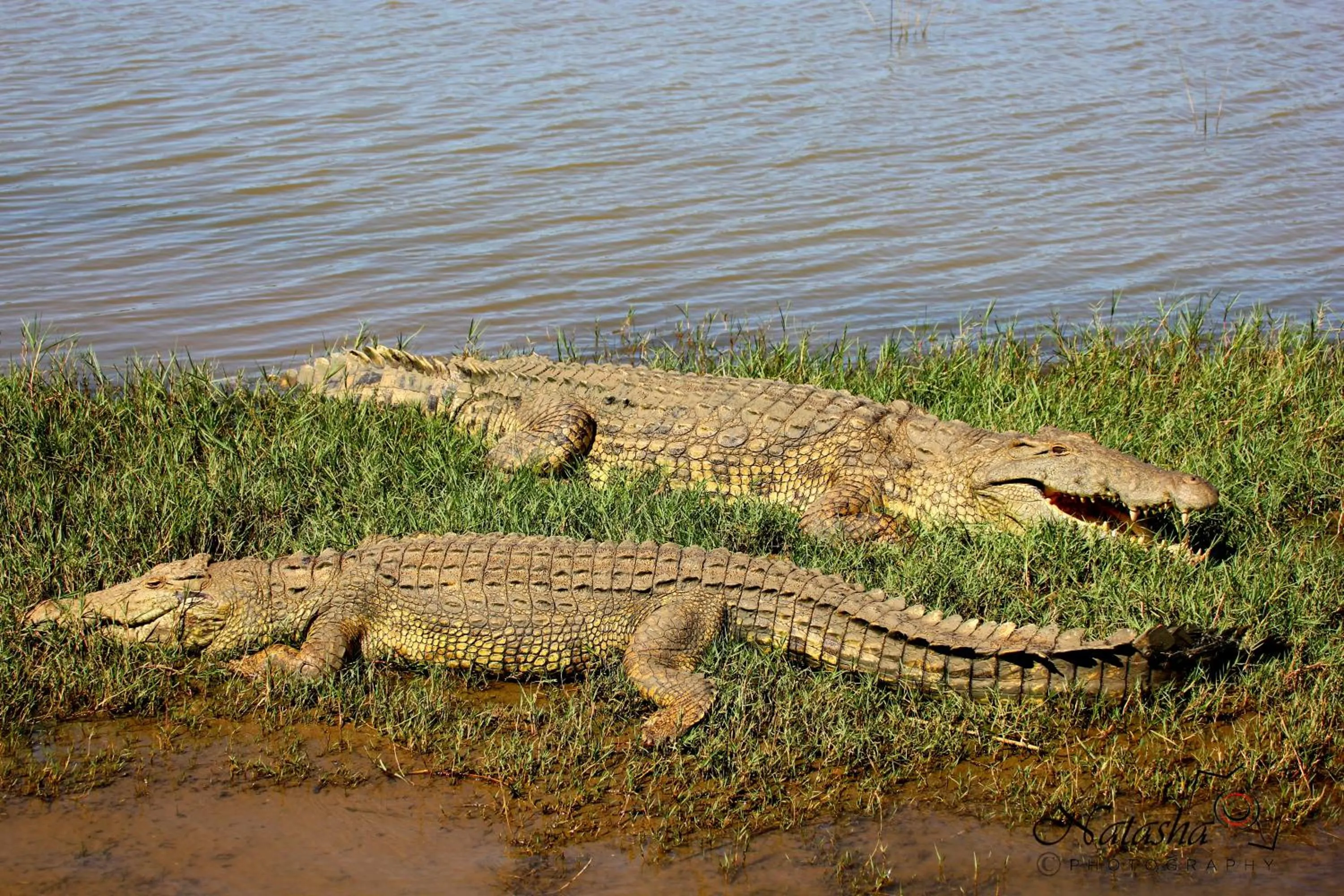 Animals in The Sandpiper