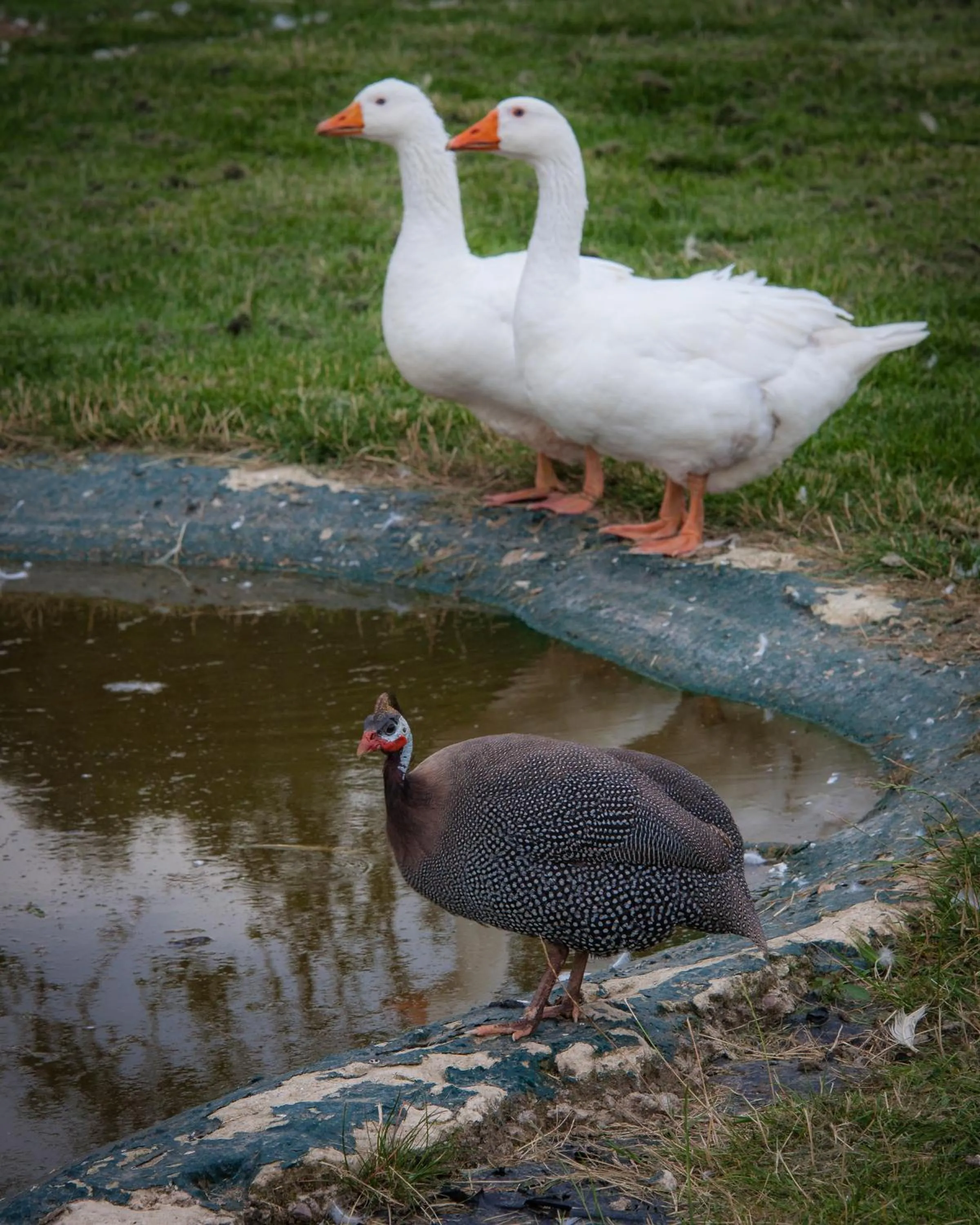 Property building in Oakerthorpe Holiday Village