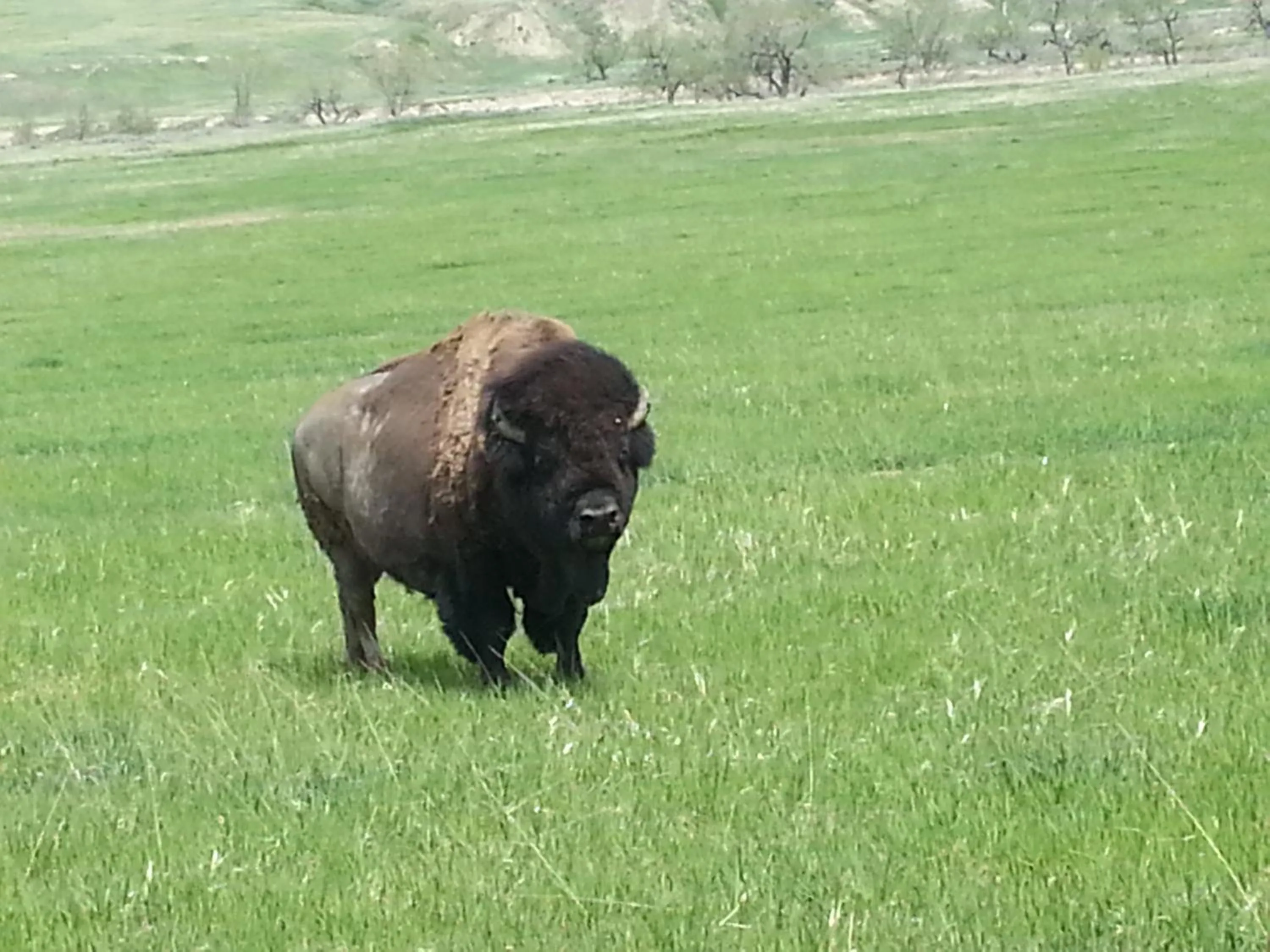 Animals in Badlands Hotel & Campground