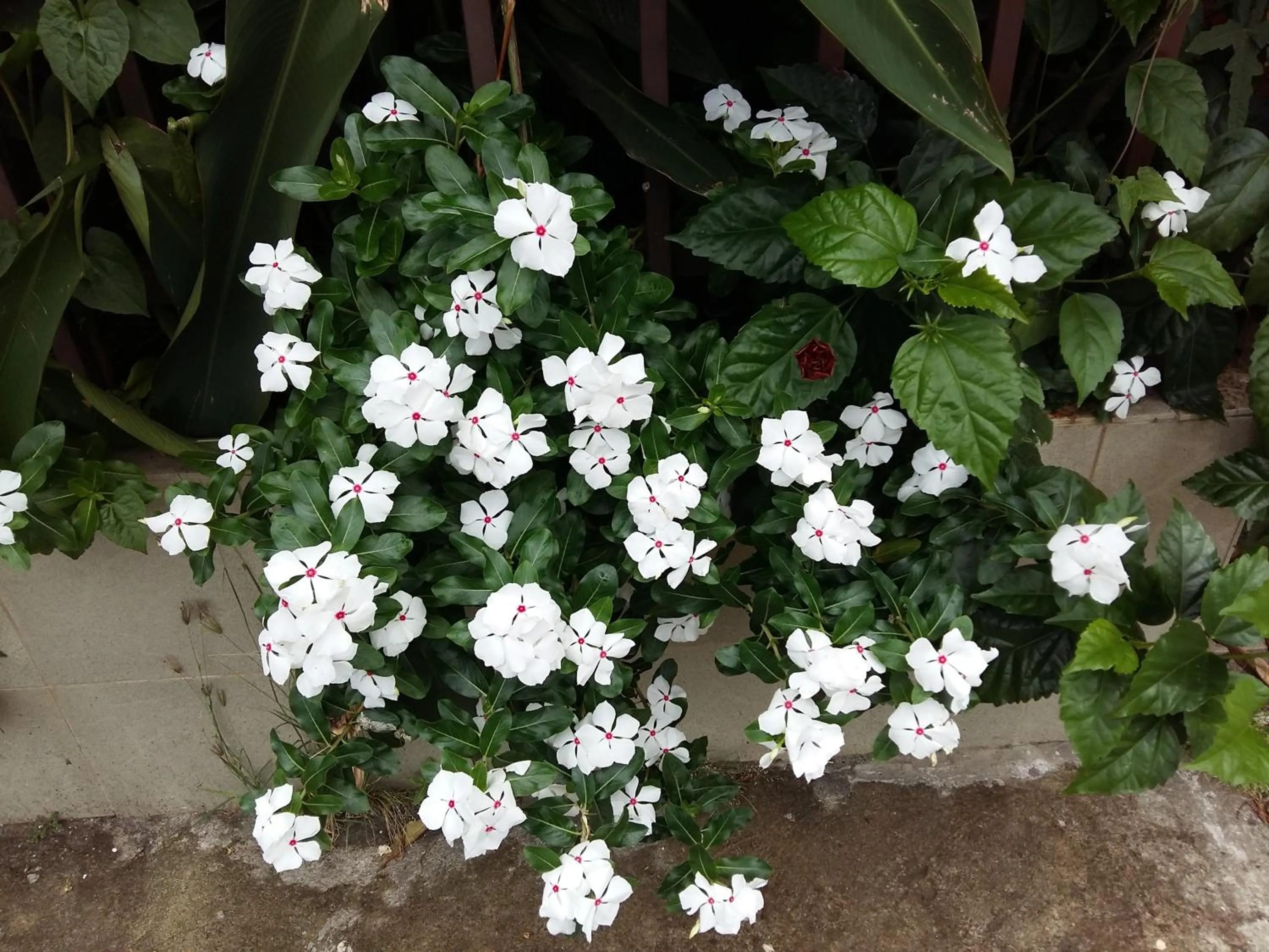 Decorative detail in Sun Havens Apartments & Suites