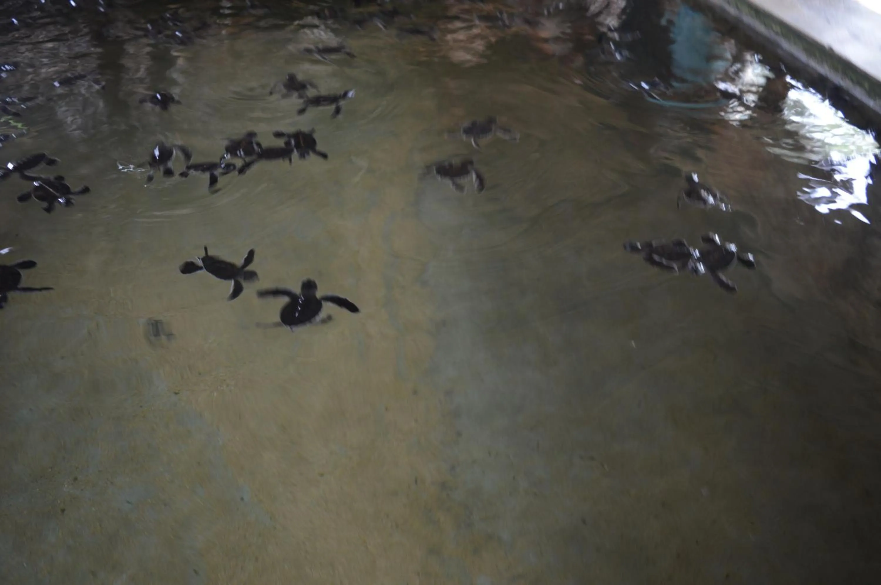 Aqua park in FEEL Beach Villa