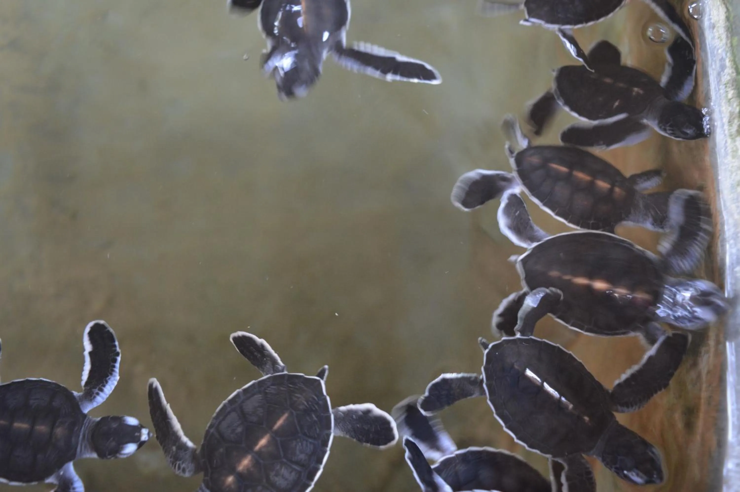 Beach in FEEL Beach Villa