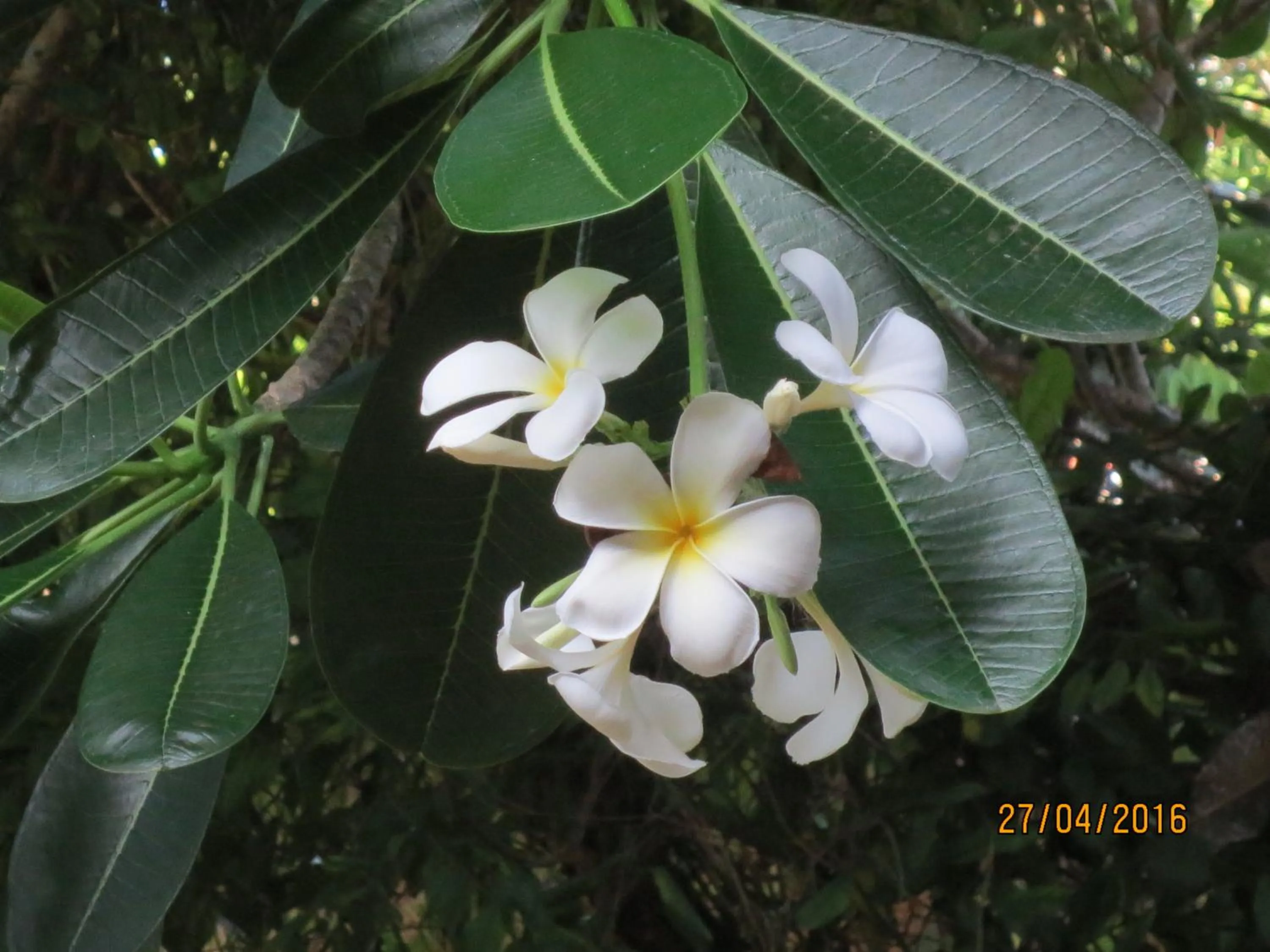 Natural landscape in FEEL Beach Villa