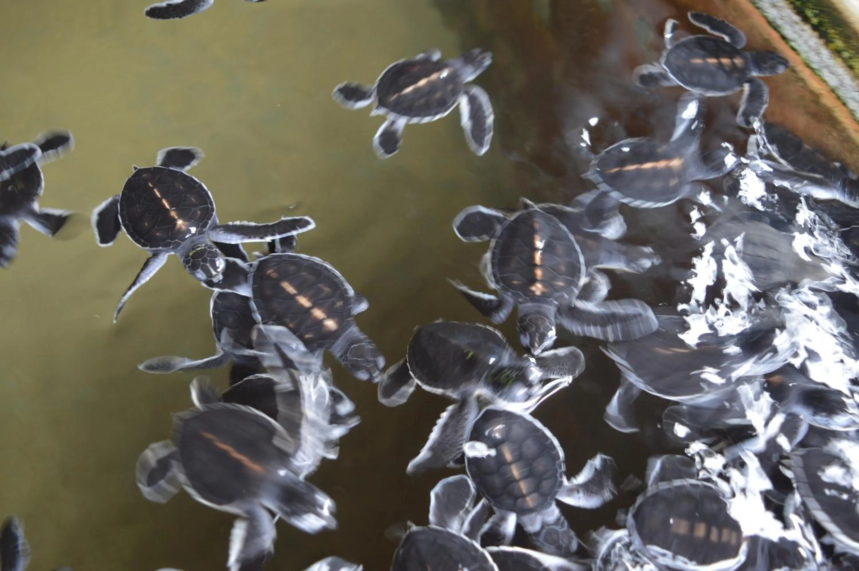 Aqua park in FEEL Beach Villa