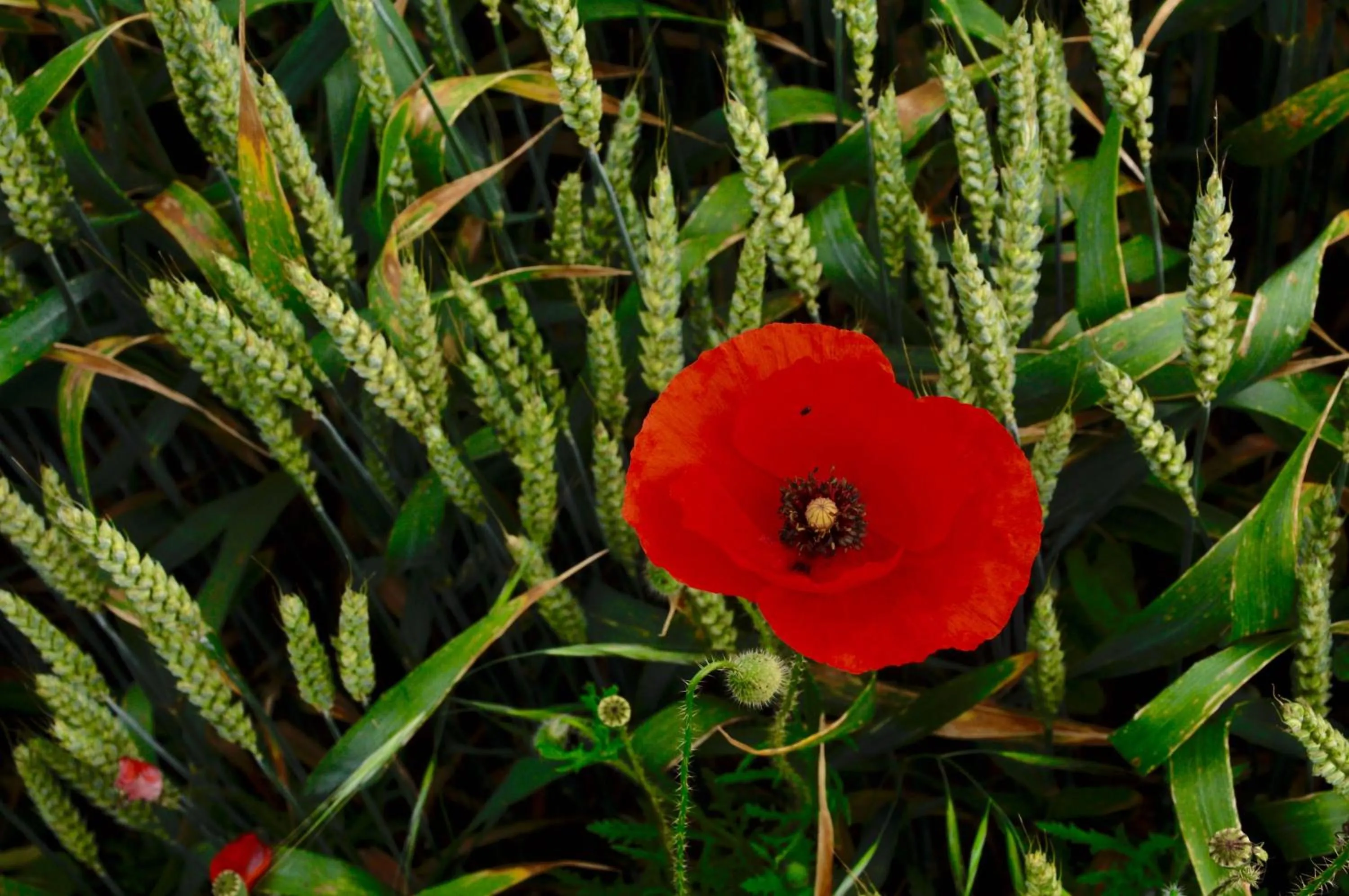 Property building in Chez Fins Bois